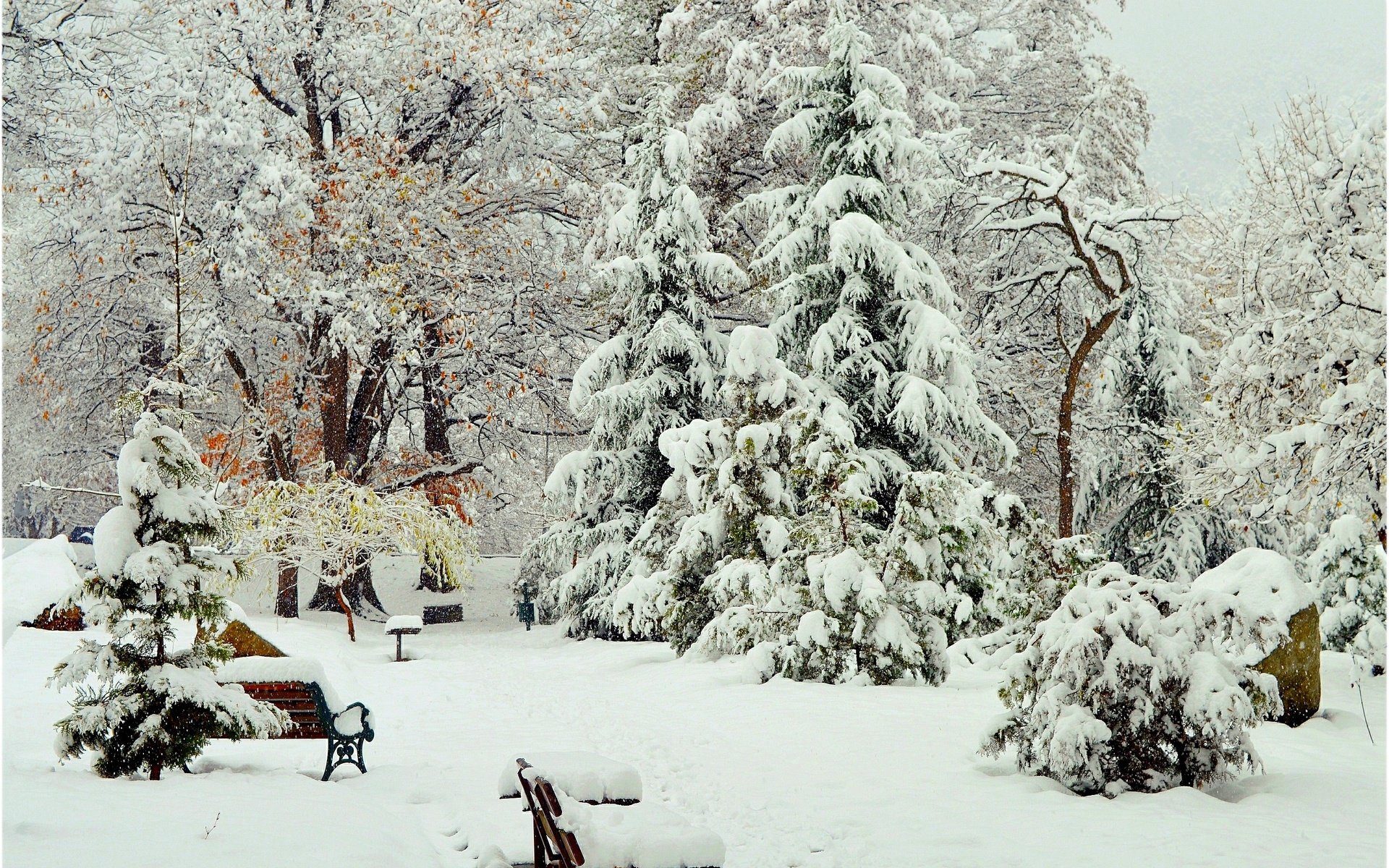 Обои деревья, снег, зима, парк, скамейки, деревь, изморозь, trees, snow, winter, park, benches, frost разрешение 3000x1910 Загрузить