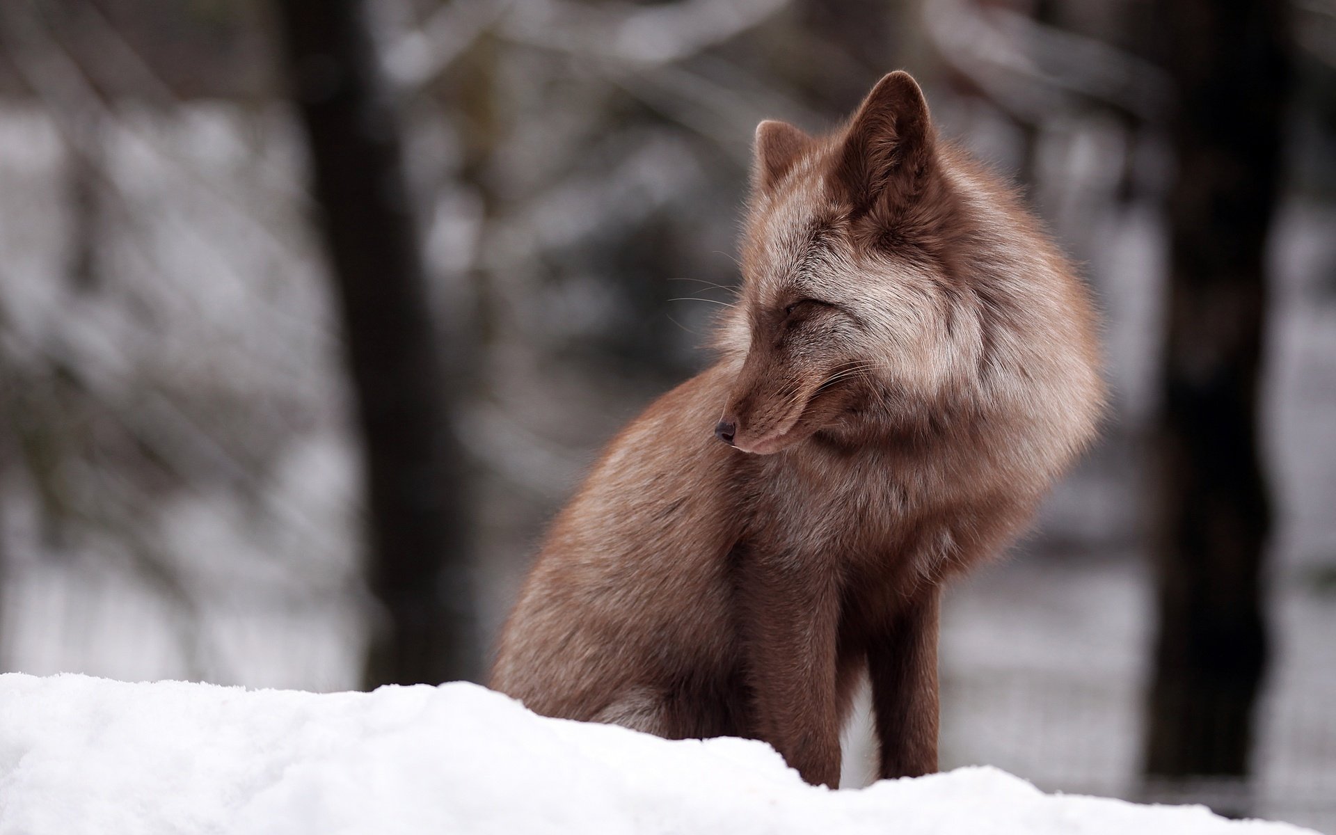 Обои снег, зима, лиса, боке, snow, winter, fox, bokeh разрешение 4846x3231 Загрузить