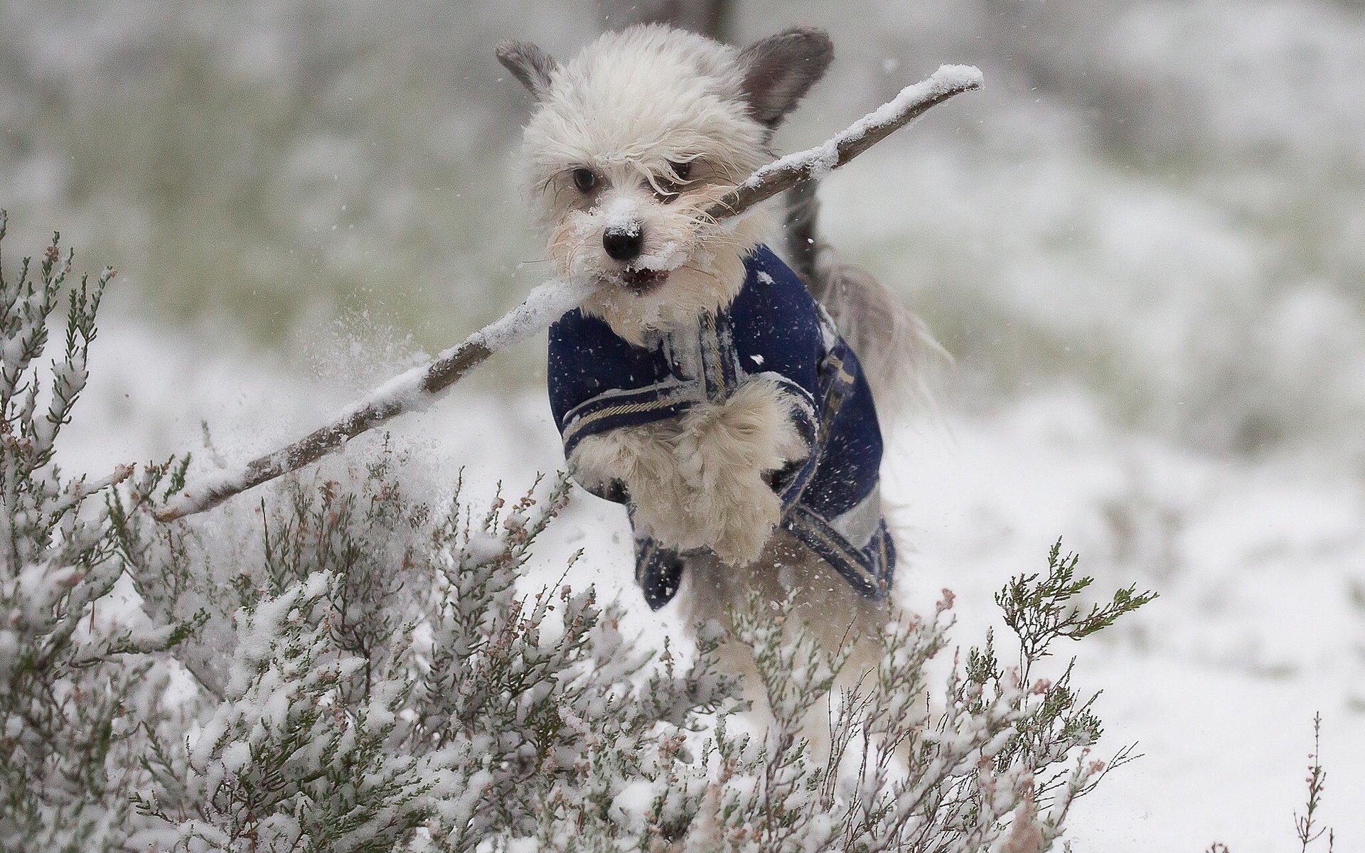 Обои снег, зима, собака, прыжок, прогулка, песик, палка, snow, winter, dog, jump, walk, doggie, stick разрешение 2049x1292 Загрузить