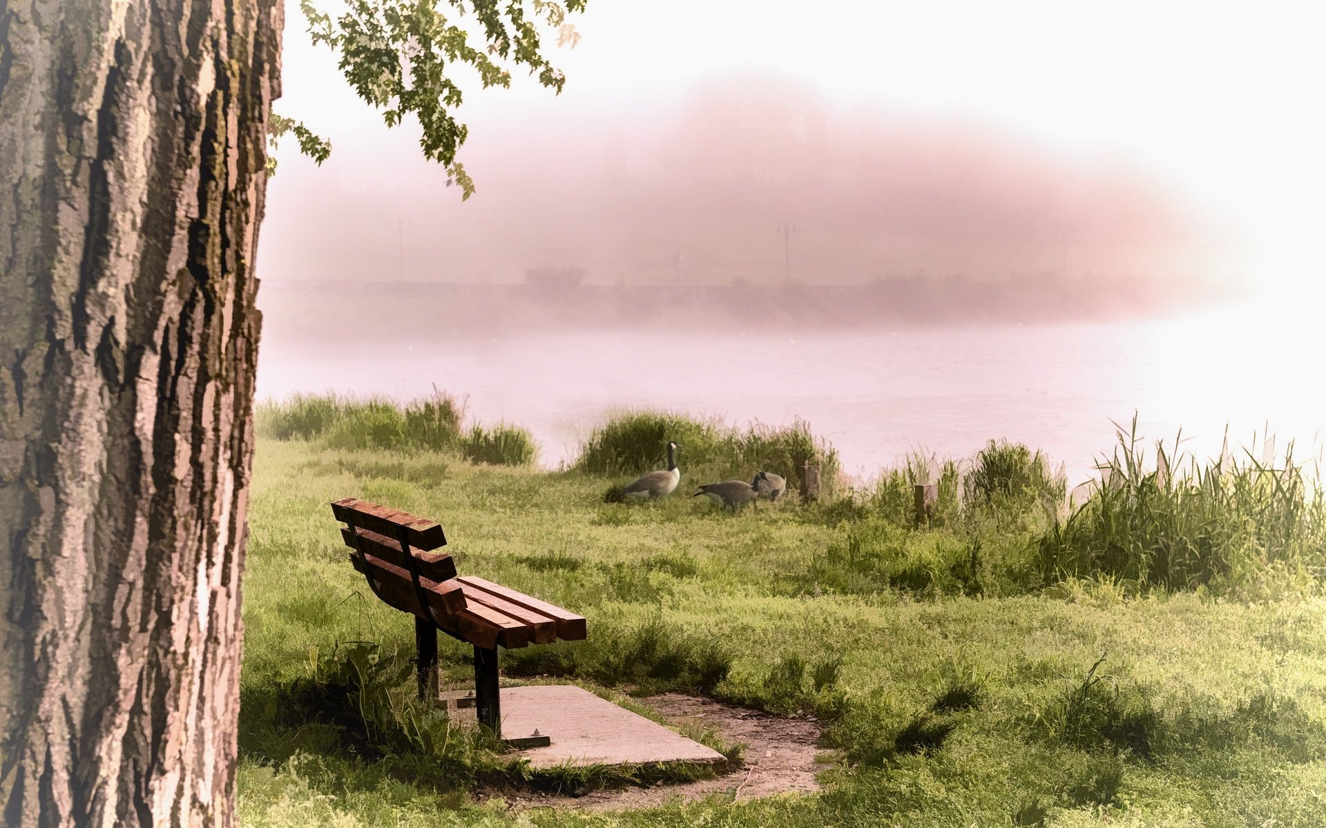 Обои река, туман, птицы, скамья, утки, river, fog, birds, bench, duck разрешение 2560x1540 Загрузить