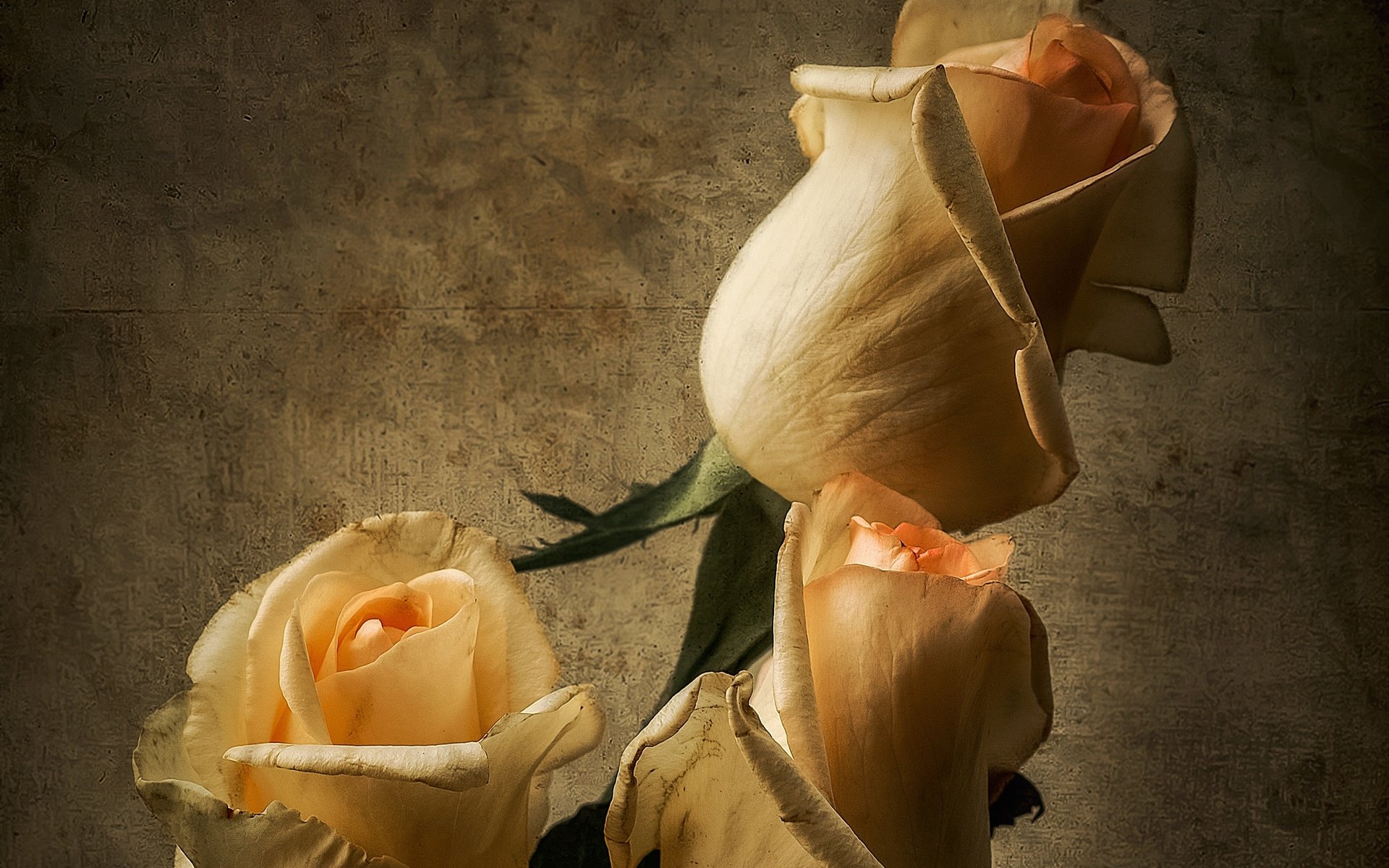 Обои бутоны, розы, лепестки, букет, buds, roses, petals, bouquet разрешение 2560x1769 Загрузить