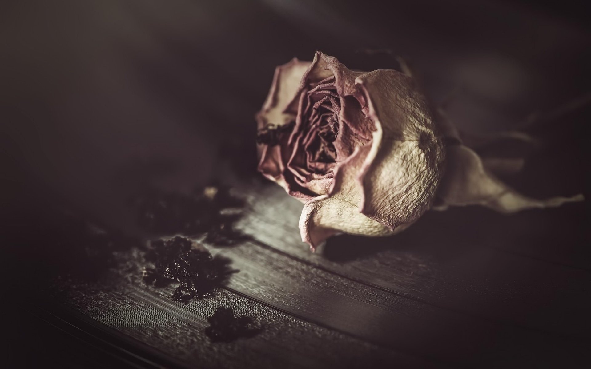 Обои фон, цветок, роза, background, flower, rose разрешение 1920x1282 Загрузить