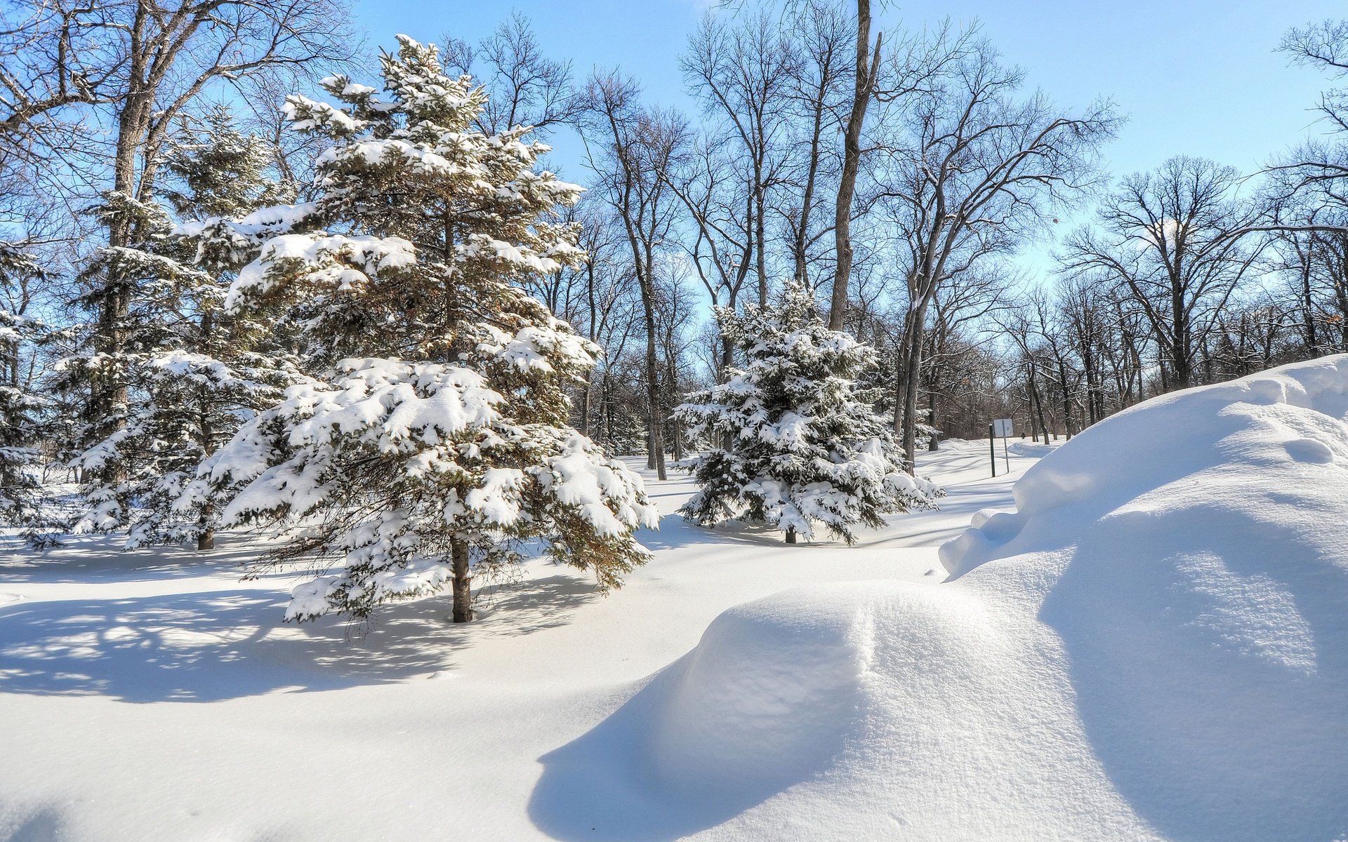 Обои деревья, снег, елка, лес, зима, парк, ель, trees, snow, tree, forest, winter, park, spruce разрешение 2048x1360 Загрузить