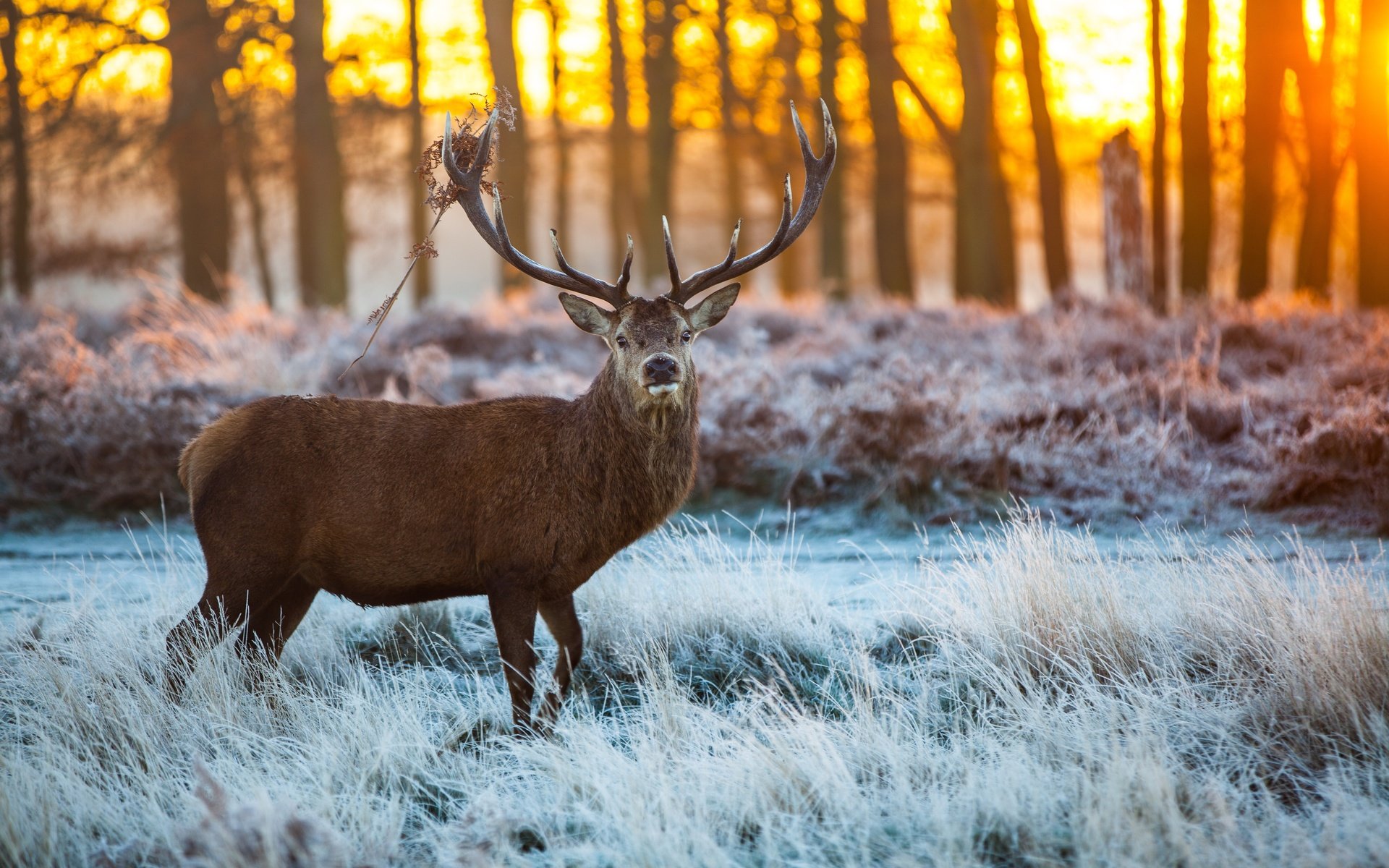 Обои снег, лес, олень, лёд, рога, сохатый, snow, forest, deer, ice, horns, elk разрешение 5616x3744 Загрузить