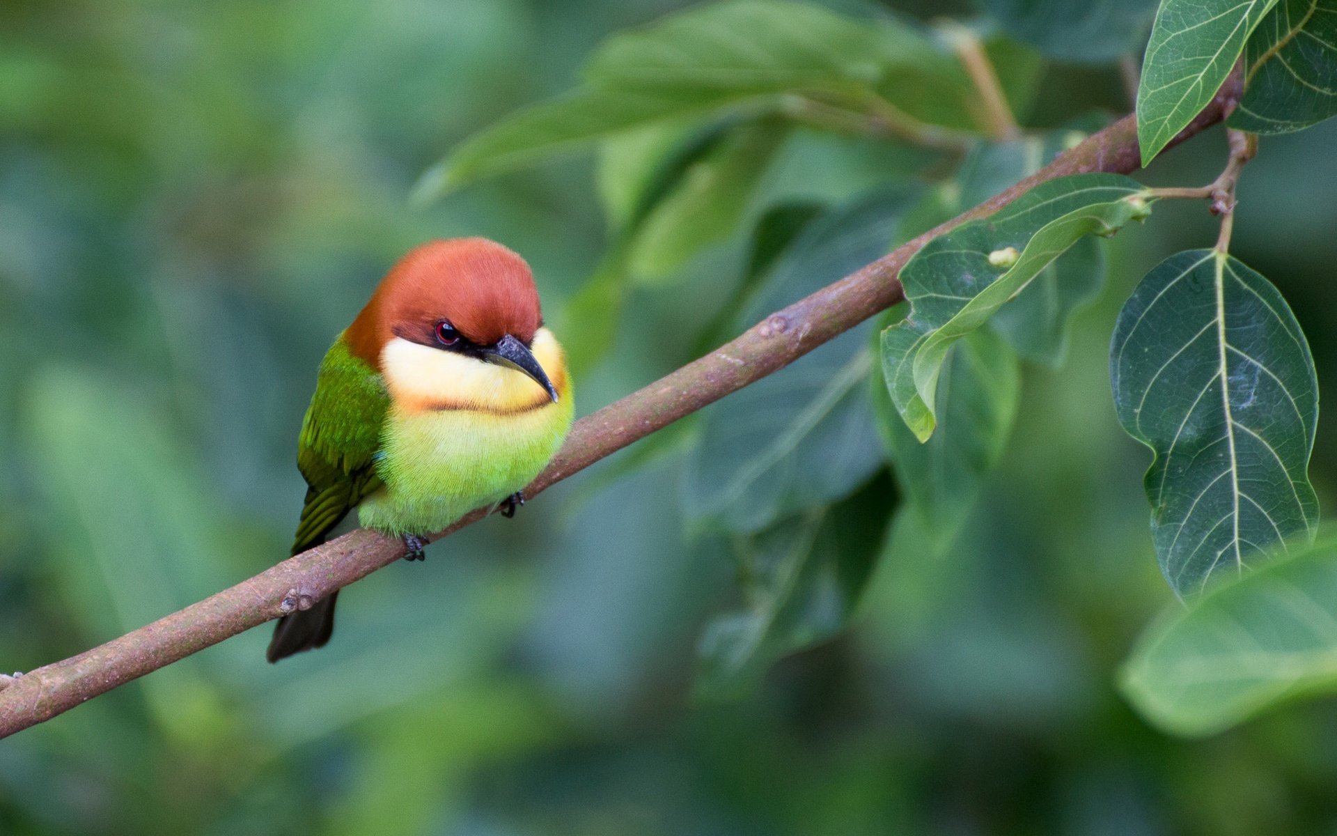 Обои ветка, листва, птица, щурка, пчелоед, золотистая щурка, branch, foliage, bird, schurka, peeled, european bee-eater разрешение 2048x1365 Загрузить