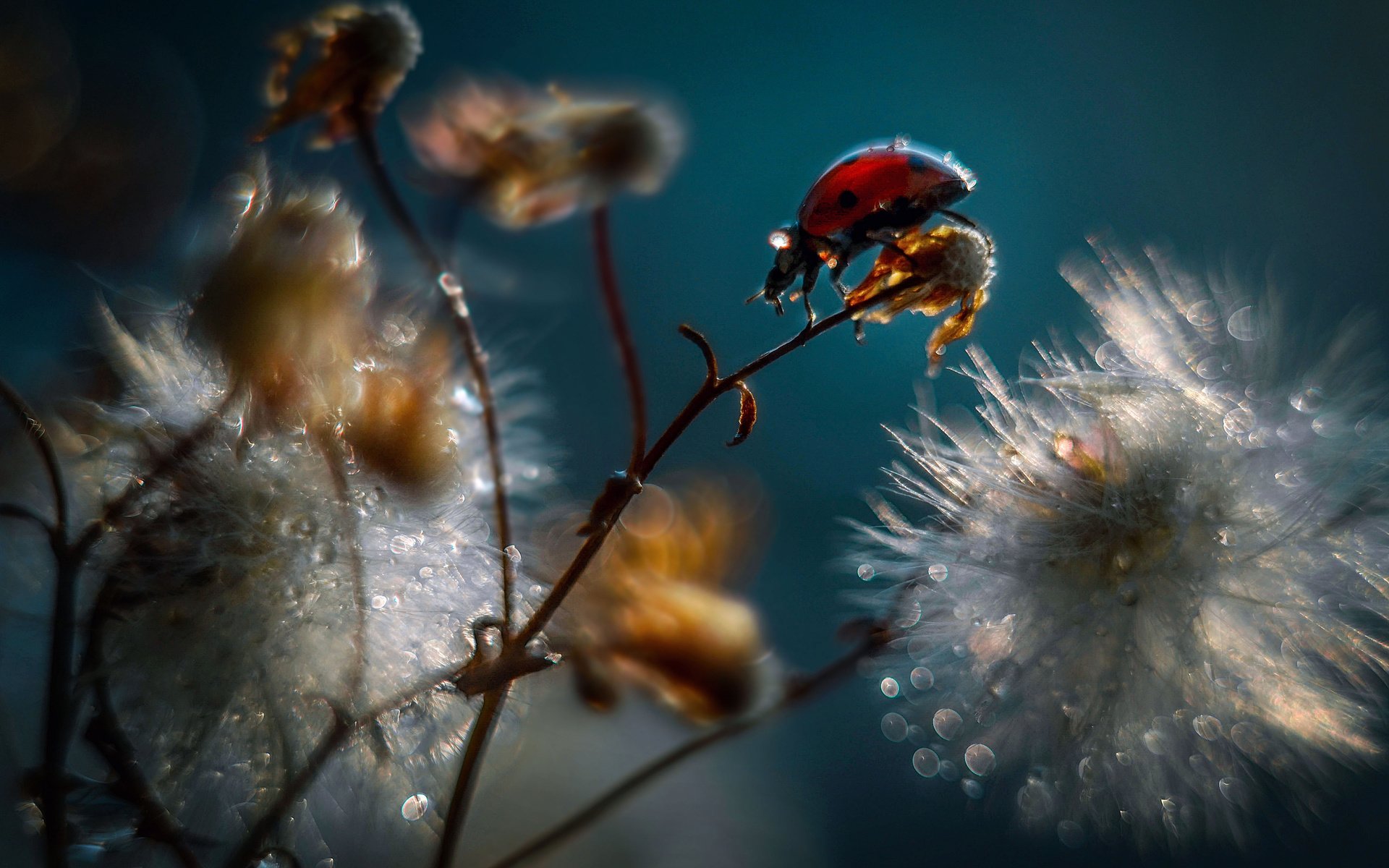 Обои вода, ветка, макро, божья коровка, коровка, божья, water, branch, macro, ladybug, of god разрешение 2560x1600 Загрузить