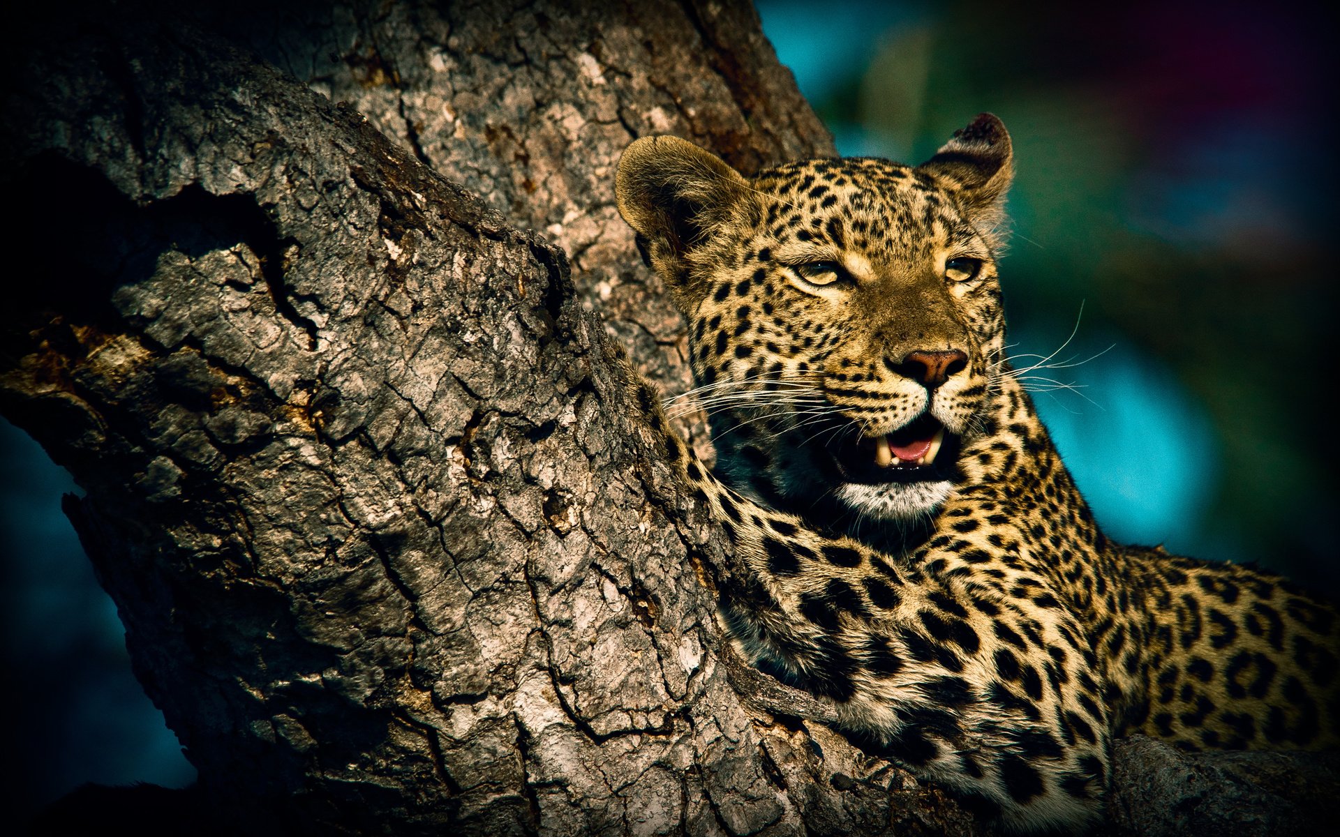 Обои животные, леопард, хищник, дикая кошка, animals, leopard, predator, wild cat разрешение 4608x3072 Загрузить