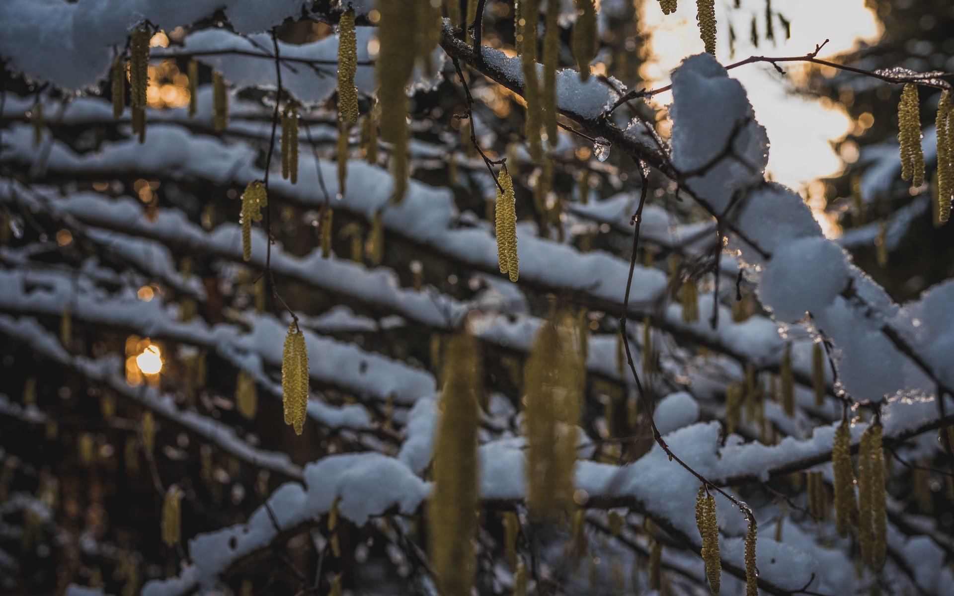 Обои снег, природа, дерево, зима, ветки, snow, nature, tree, winter, branches разрешение 6016x4016 Загрузить