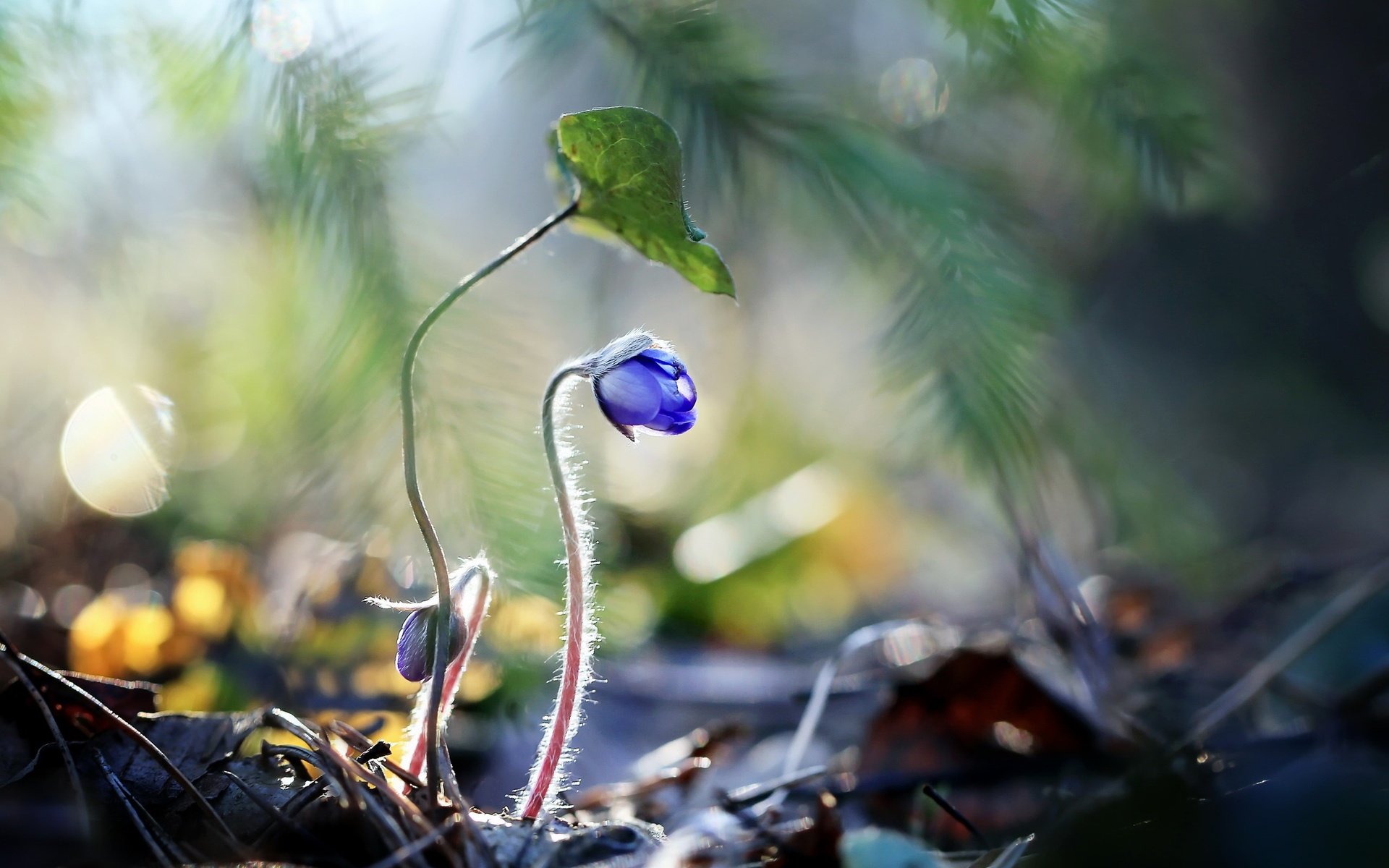 Обои цветы, растения, синие цветы, raimondas kairys, flowers, plants, blue flowers разрешение 2560x1710 Загрузить