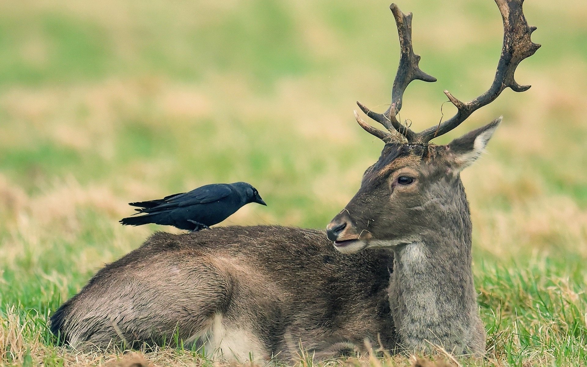 Обои природа, олень, животные, птица, ворона, nature, deer, animals, bird, crow разрешение 2046x1387 Загрузить