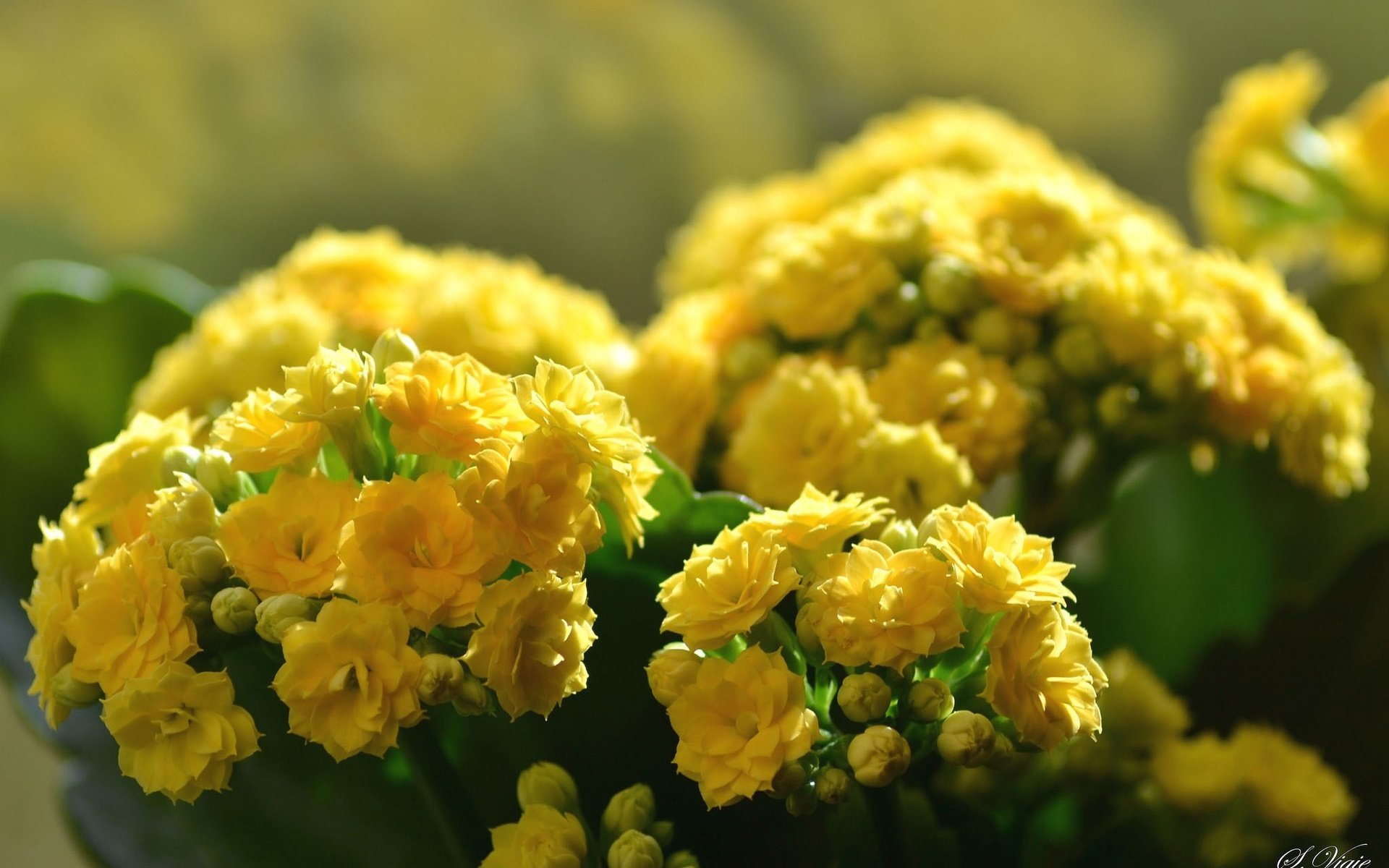 Обои цветы, размытость, каланхоэ, желтые цветы, flowers, blur, kalanchoe, yellow flowers разрешение 2048x1365 Загрузить