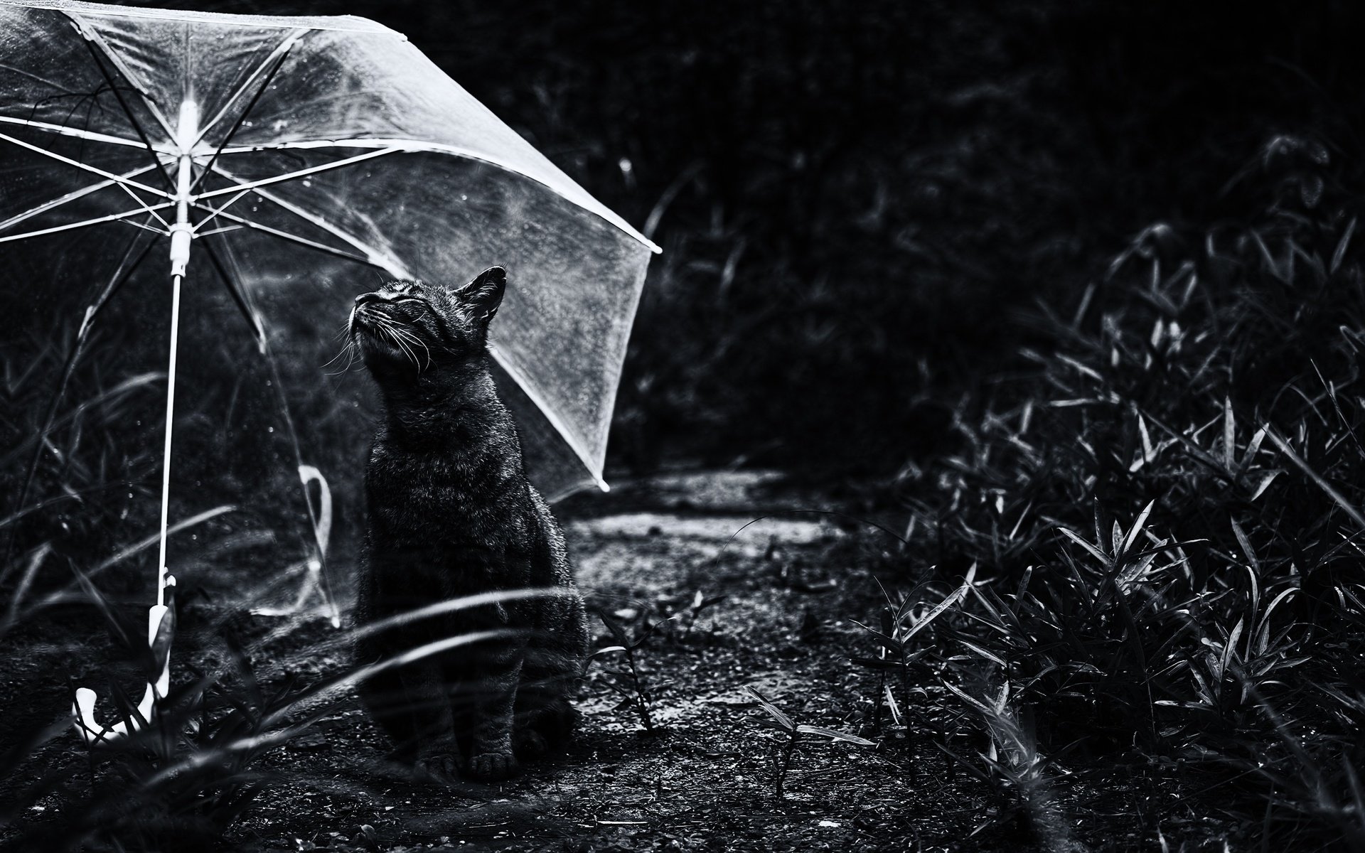 Обои природа, кот, кошка, чёрно-белое, зонт, зонтик, монохромный, nature, cat, black and white, umbrella, monochrome разрешение 3264x2176 Загрузить