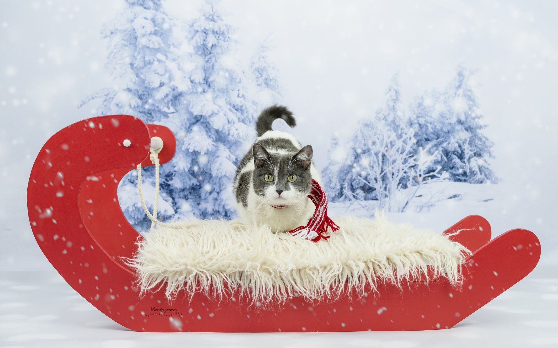 Обои зима, кот, кошка, взгляд, сани, фотосессия, шарфик, winter, cat, look, sleigh, photoshoot, scarf разрешение 5779x3757 Загрузить