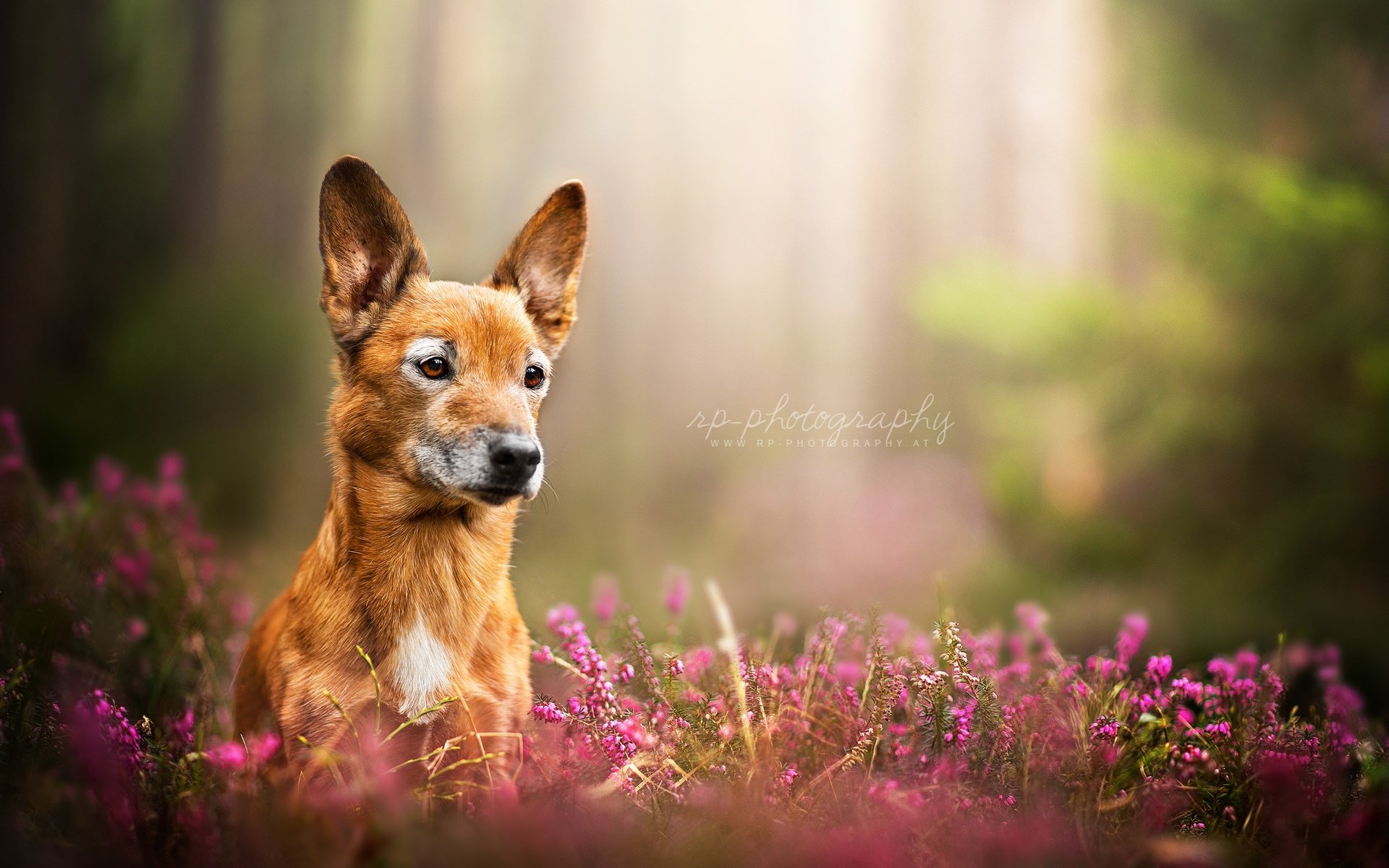 Обои цветы, природа, взгляд, собака, dackelpuppy, toby, flowers, nature, look, dog разрешение 2048x1334 Загрузить