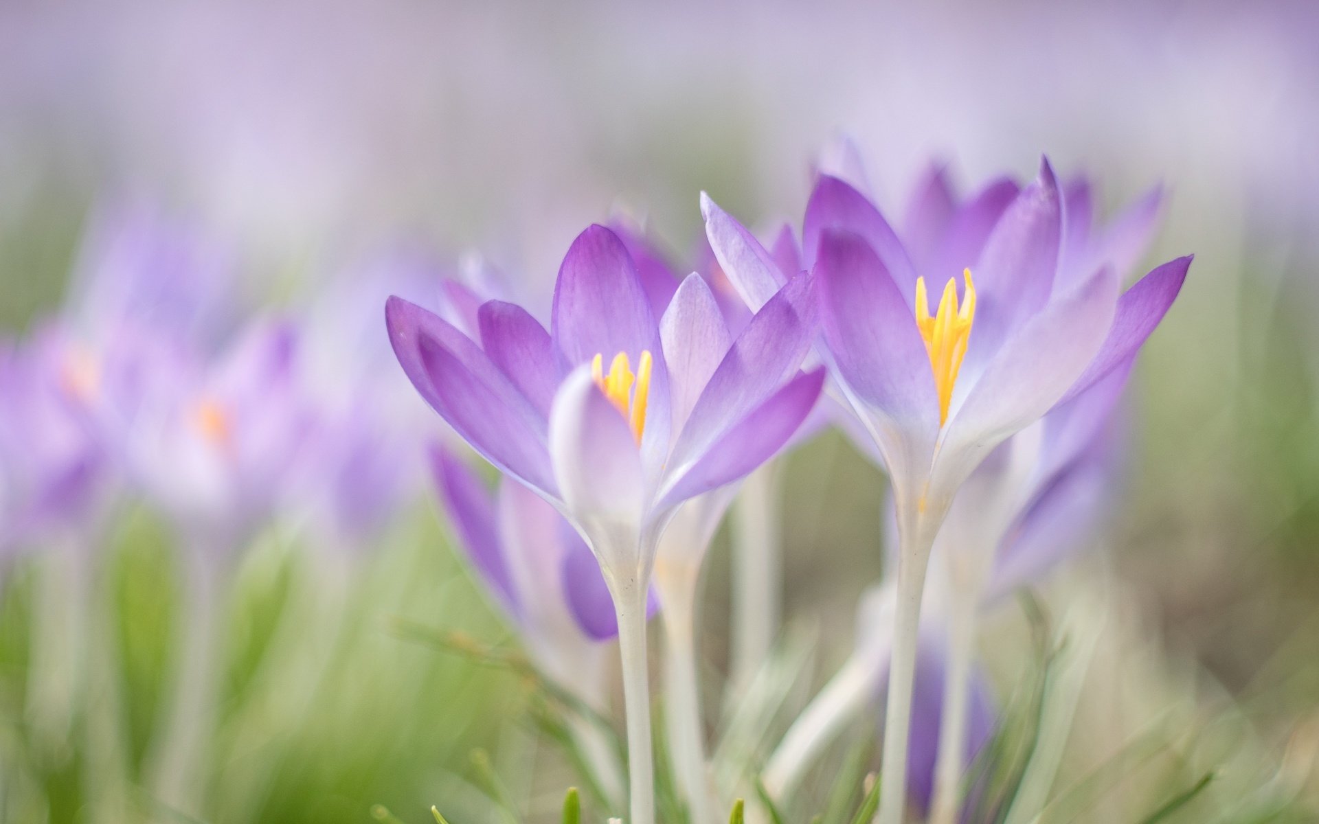 Обои цветы, макро, весна, крокусы, flowers, macro, spring, crocuses разрешение 1920x1440 Загрузить