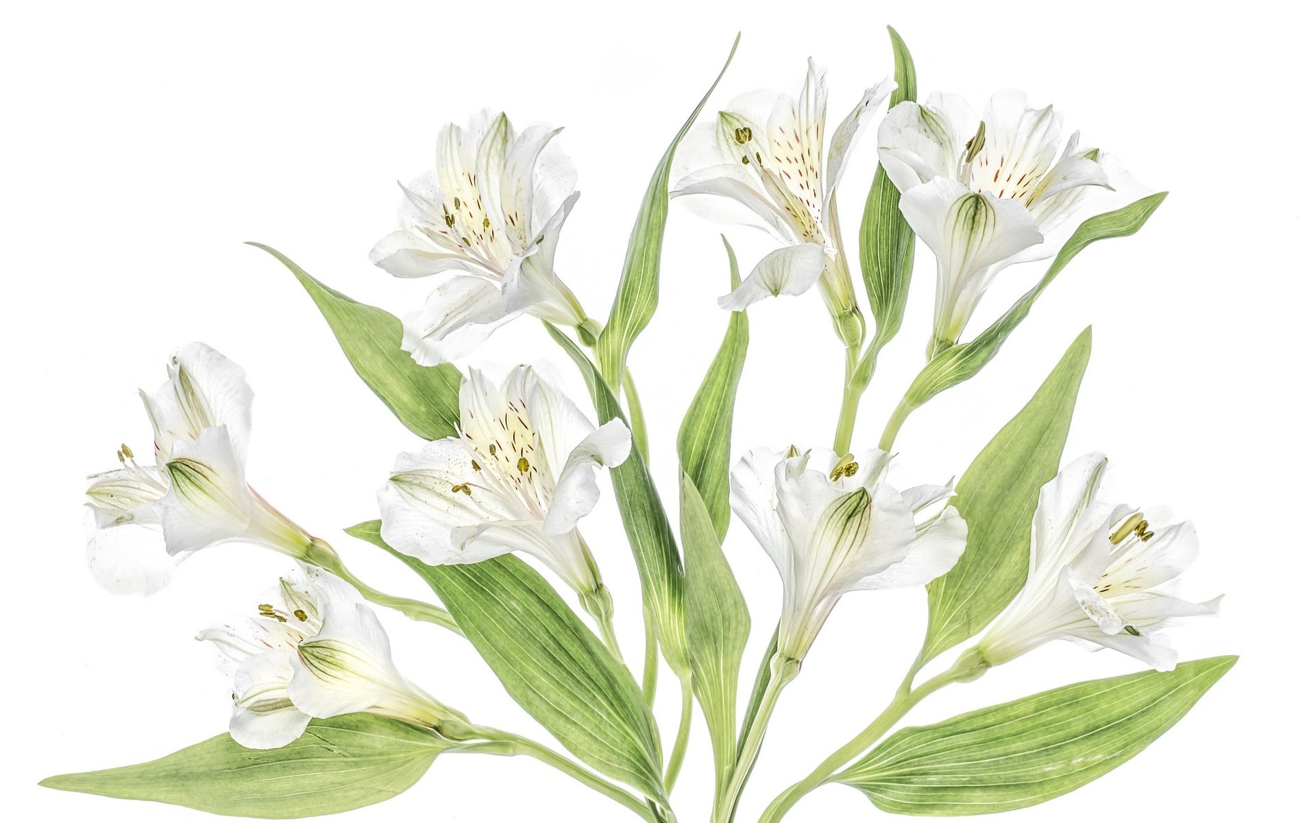 Обои цветы, макро, белая, альстромерия, flowers, macro, white, alstroemeria разрешение 2048x1365 Загрузить