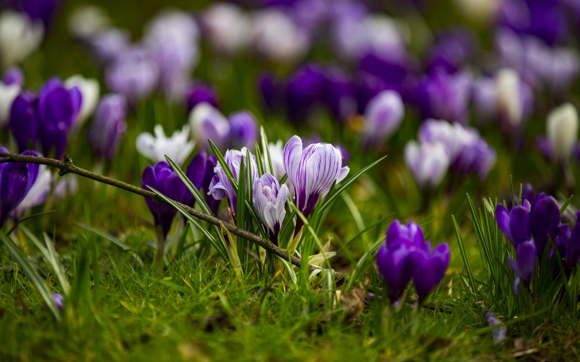 Обои цветы, трава, весна, крокусы, flowers, grass, spring, crocuses разрешение 1920x1280 Загрузить