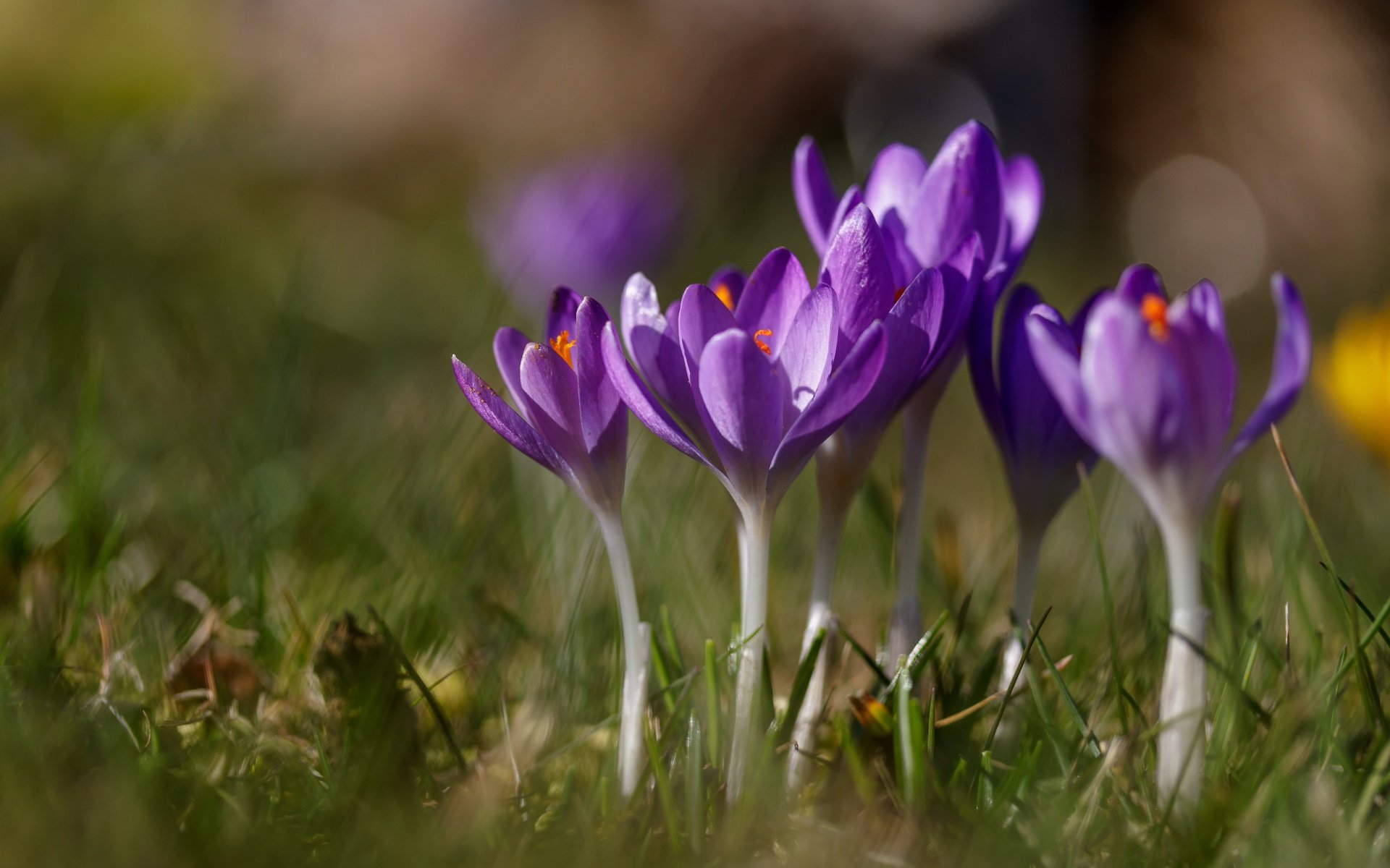 Обои цветы, трава, весна, крокусы, шафран, flowers, grass, spring, crocuses, saffron разрешение 6000x3798 Загрузить