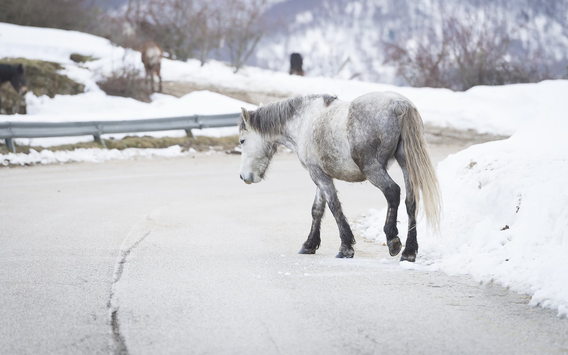 Обои дорога, лошадь, снег, зима, фон, лошади, конь, road, horse, snow, winter, background разрешение 2560x1446 Загрузить