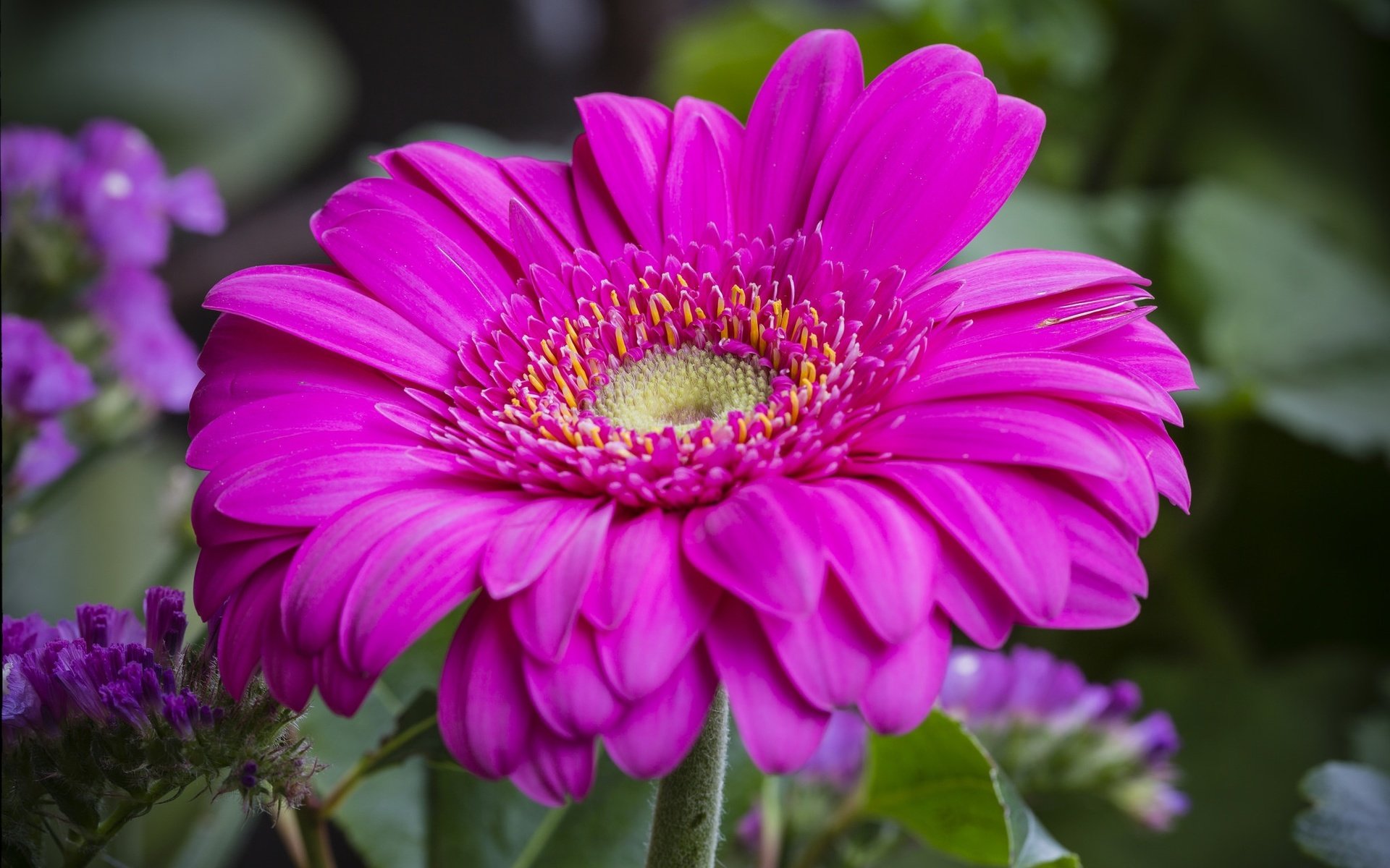 Обои макро, цветок, лепестки, гербера, macro, flower, petals, gerbera разрешение 2021x1305 Загрузить