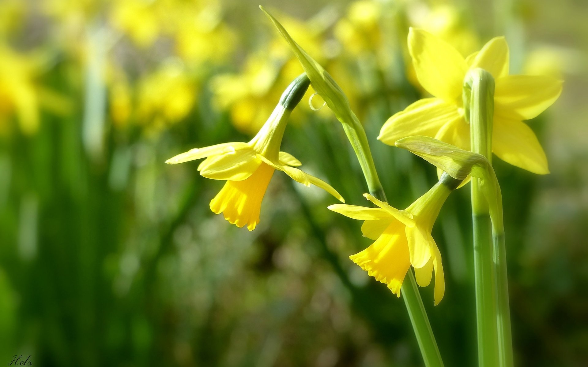 Обои цветы, нарциссы, желтые, боке, трио, flowers, daffodils, yellow, bokeh, trio разрешение 2048x1386 Загрузить