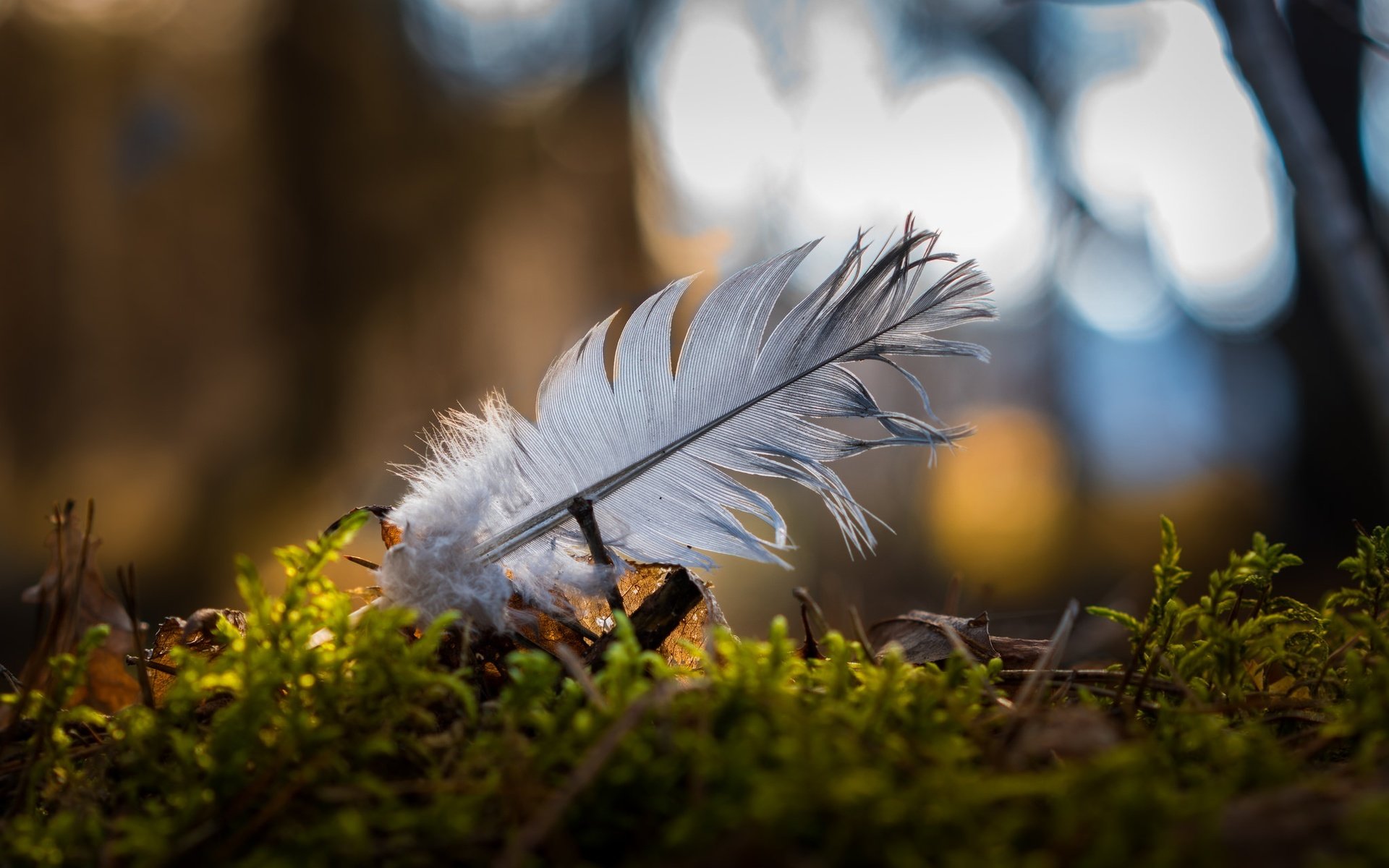 Обои природа, макро, мох, перо, боке, перышко, nature, macro, moss, pen, bokeh, a feather разрешение 2048x1366 Загрузить