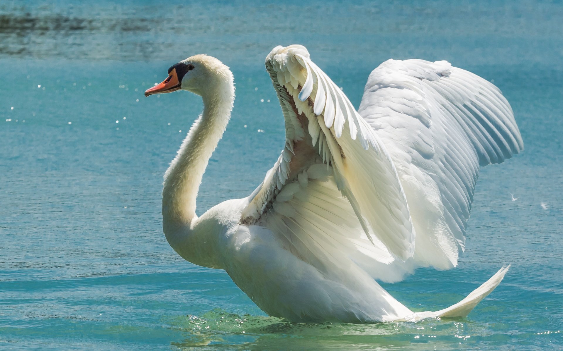 Обои вода, крылья, птица, лебедь, размах, water, wings, bird, swan, the scope разрешение 5163x3442 Загрузить