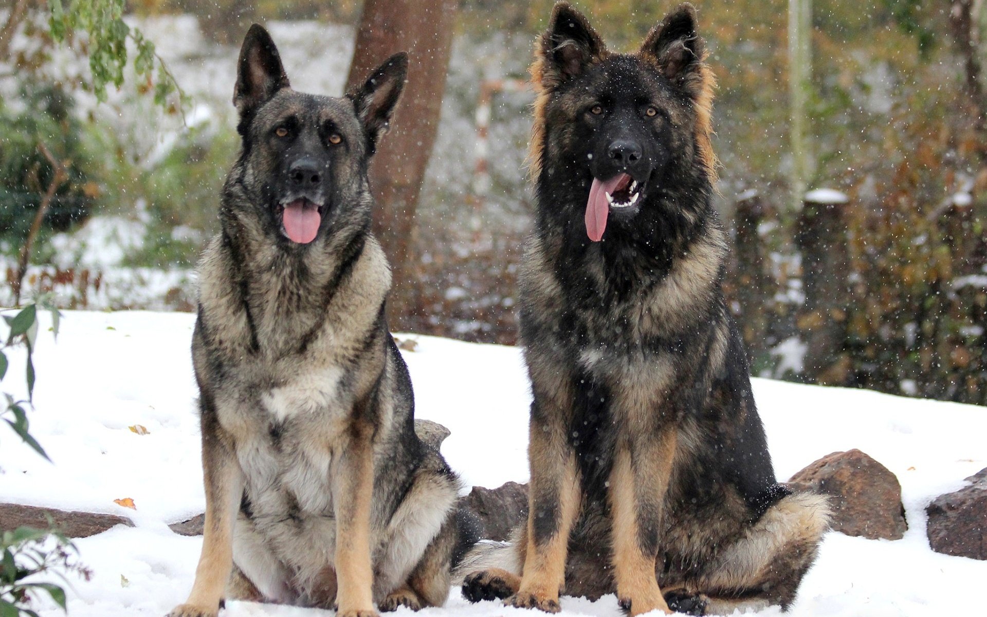 Обои снег, зима, собаки, немецкая овчарка, овчарки, snow, winter, dogs, german shepherd, shepherd разрешение 1920x1280 Загрузить