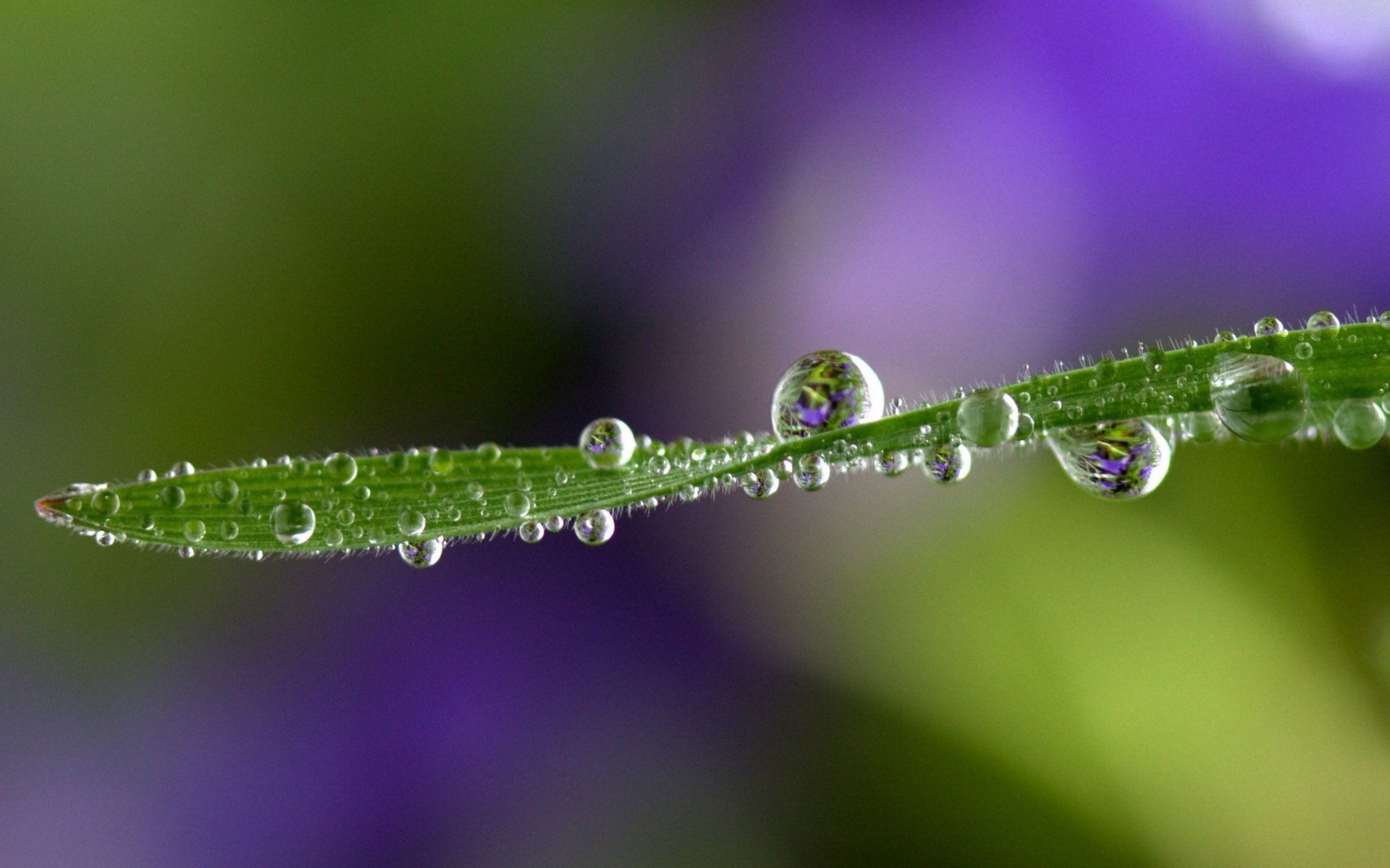 Обои трава, природа, макро, фон, роса, капли, травинка, grass, nature, macro, background, rosa, drops, a blade of grass разрешение 2448x1730 Загрузить