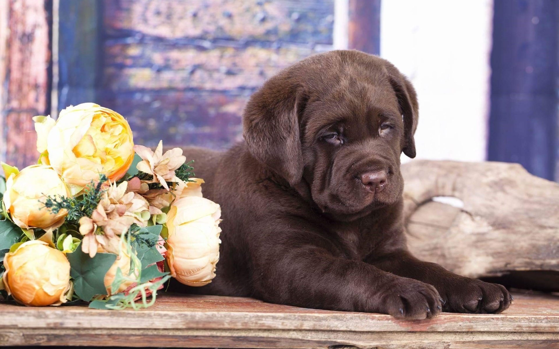 Обои цветы, щенок, лабрадор, шоколадный, flowers, puppy, labrador, chocolate разрешение 1920x1280 Загрузить