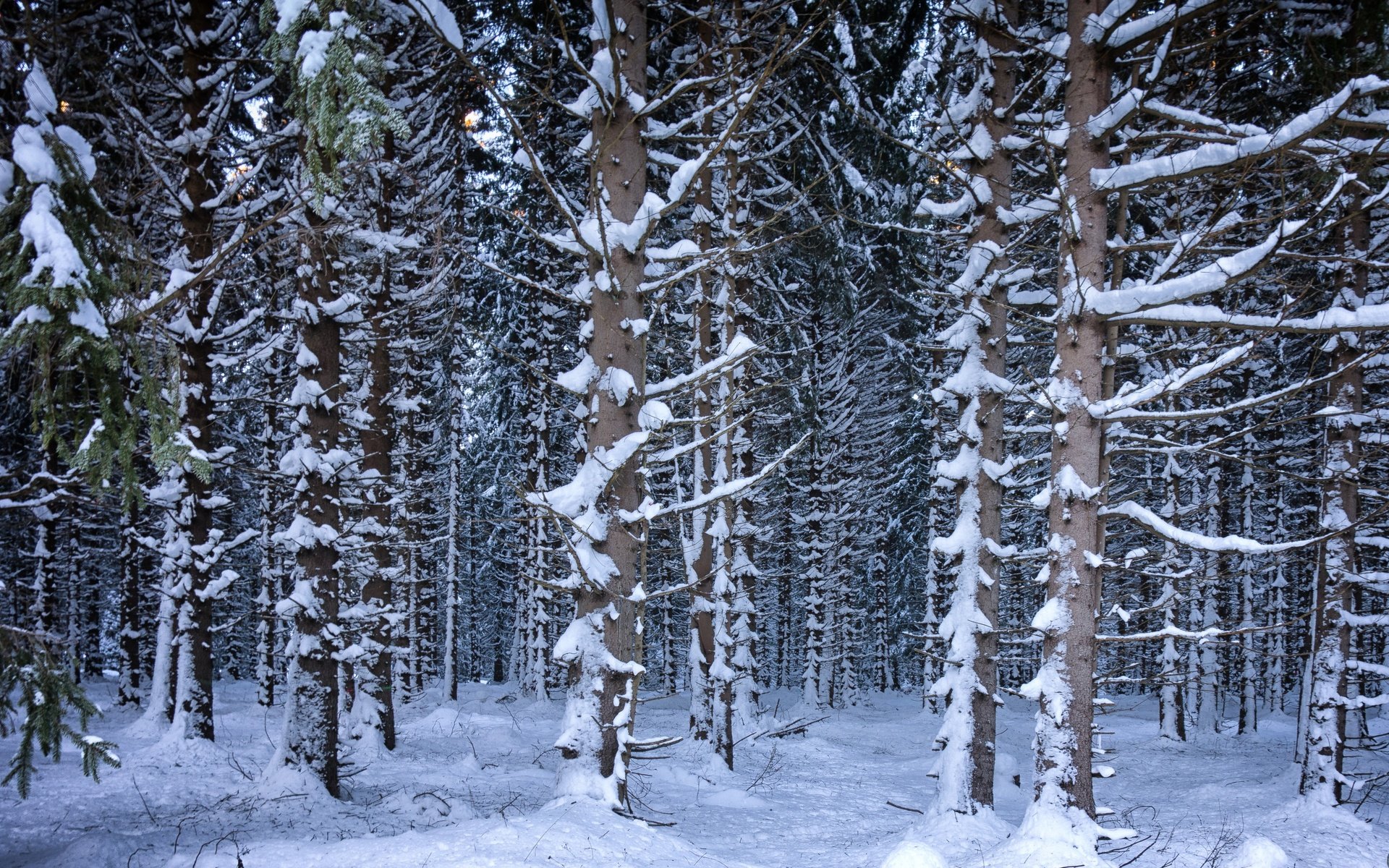 Обои деревья, снег, лес, зима, trees, snow, forest, winter разрешение 4686x3191 Загрузить