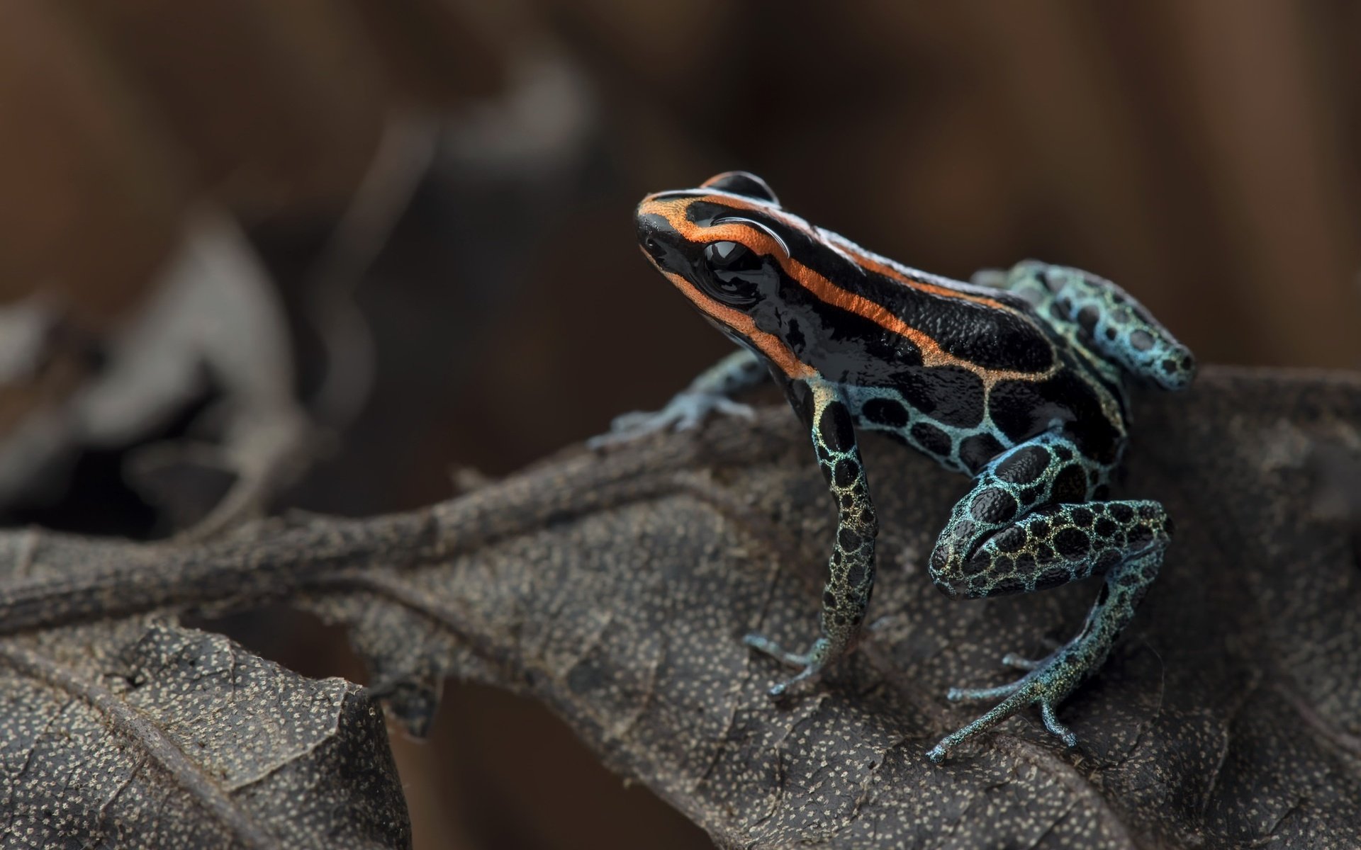 Обои лист, лягушка, джунгли, red-backed poison frog, ranitomeya ventrimaculata, ядовитая лягушка, sheet, frog, jungle, poisonous frog разрешение 2048x1297 Загрузить