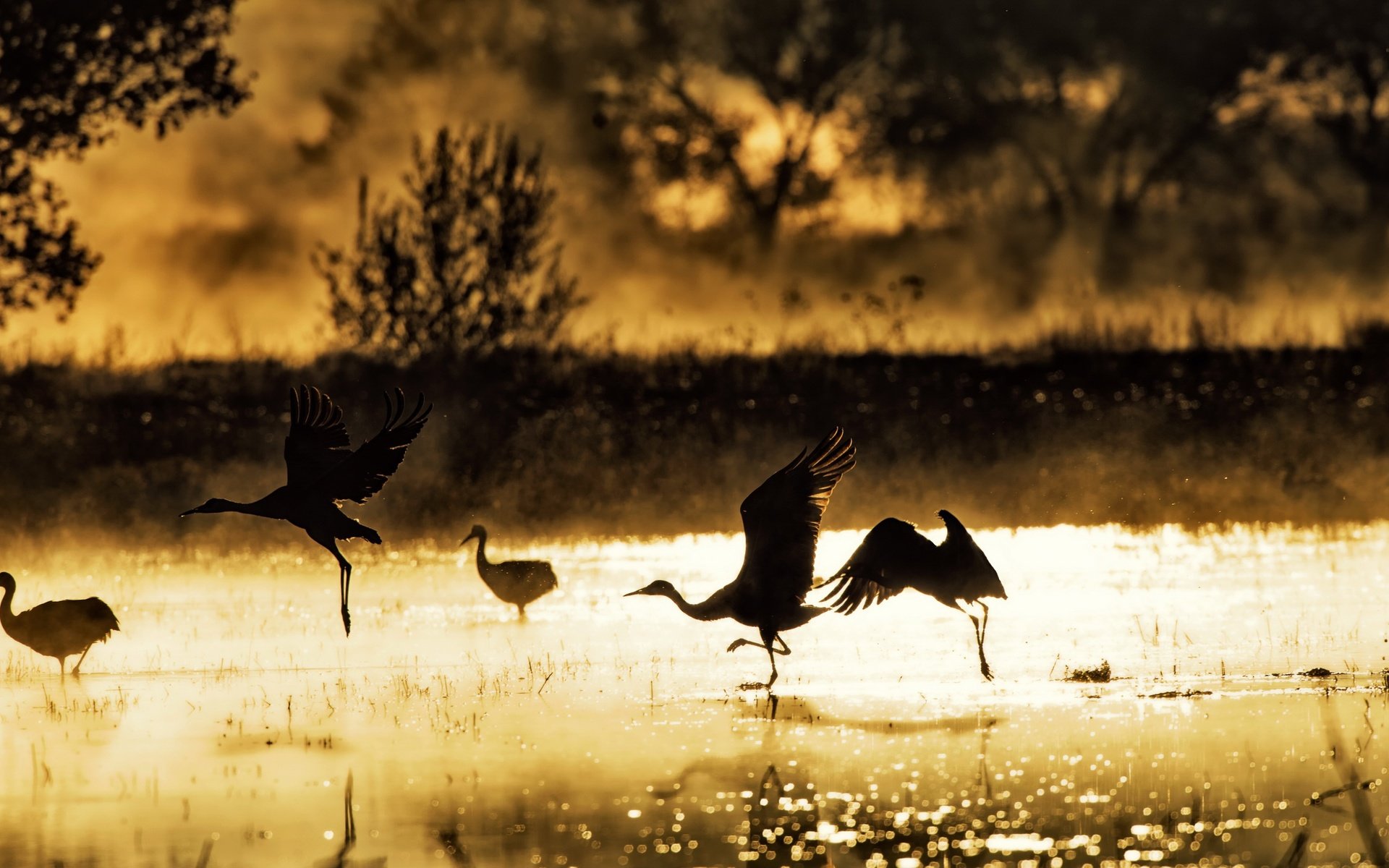 Обои озеро, утро, туман, крылья, птицы, солнечный свет, lake, morning, fog, wings, birds, sunlight разрешение 2703x1440 Загрузить