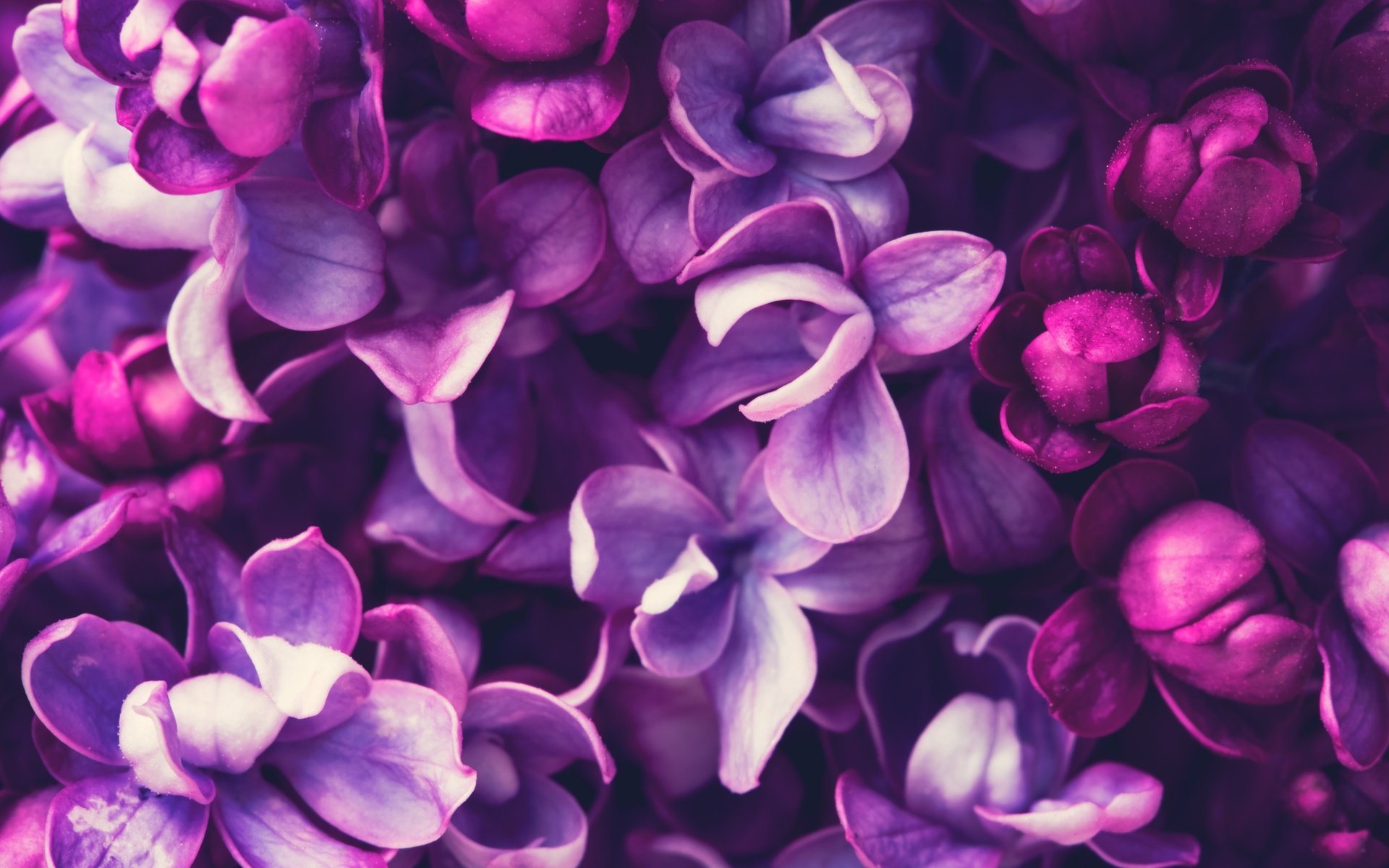Обои цветение, весна, сирень, сиреневая,  цветы, blossom, весенние, лиловая, flowering, spring, lilac, flowers, purple разрешение 5376x3840 Загрузить