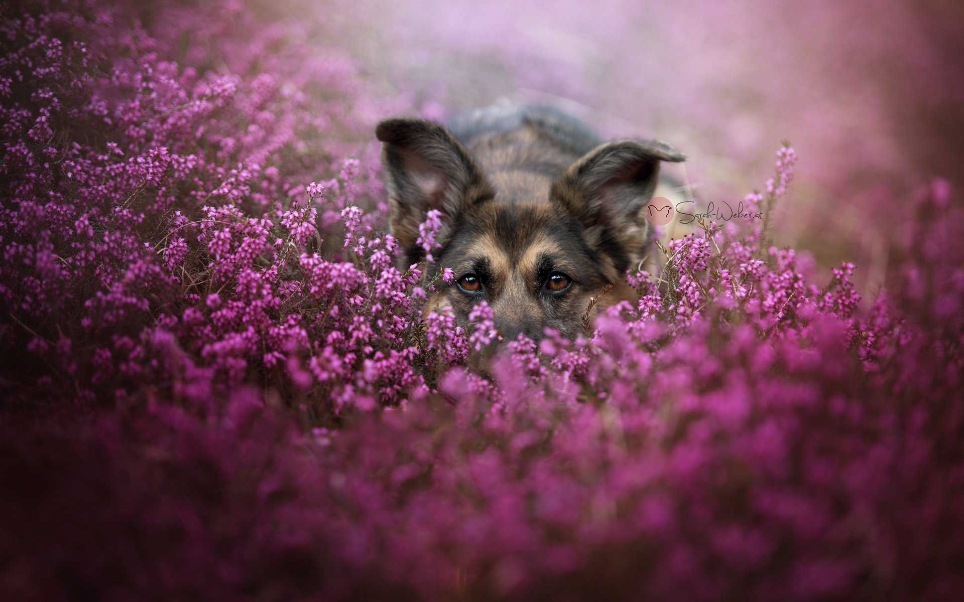 Обои морда, цветы, взгляд, собака, немецкая овчарка, face, flowers, look, dog, german shepherd разрешение 2048x1367 Загрузить