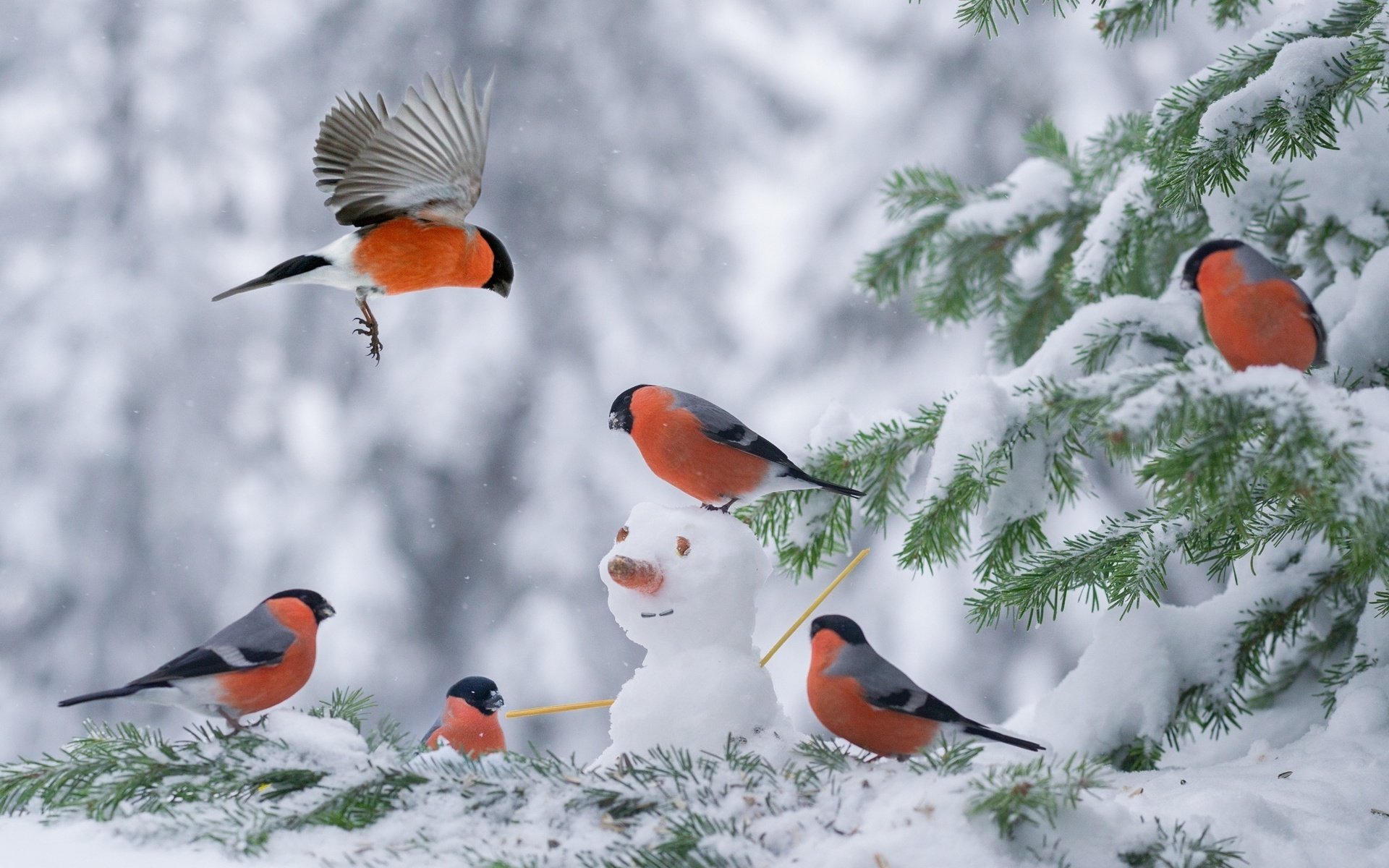 Обои снег, елка, зима, снеговик, птицы, снегирь, снегири, snow, tree, winter, snowman, birds, bullfinch, bullfinches разрешение 2048x1363 Загрузить