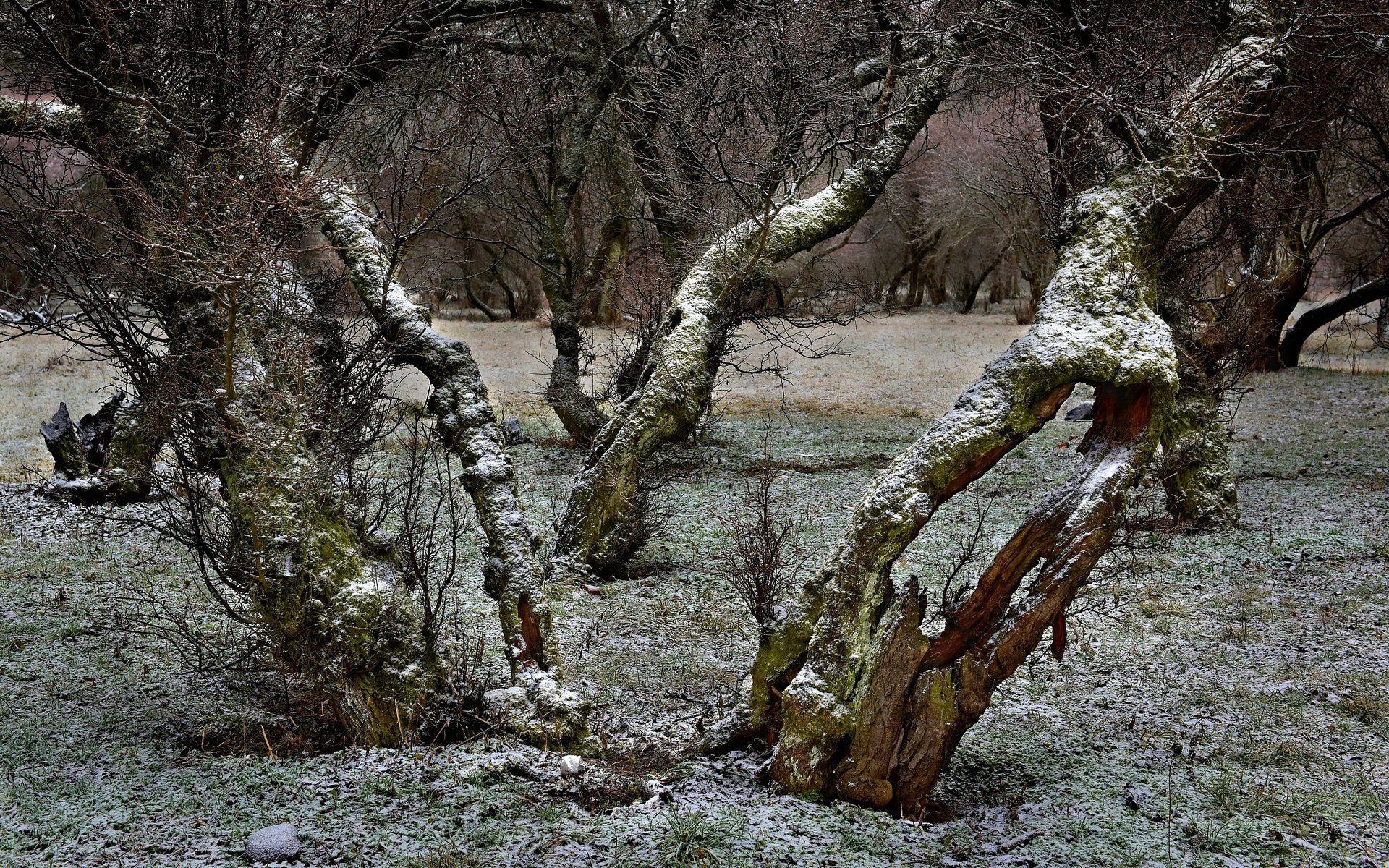 Обои деревья, снег, ветки, trees, snow, branches разрешение 2800x1719 Загрузить