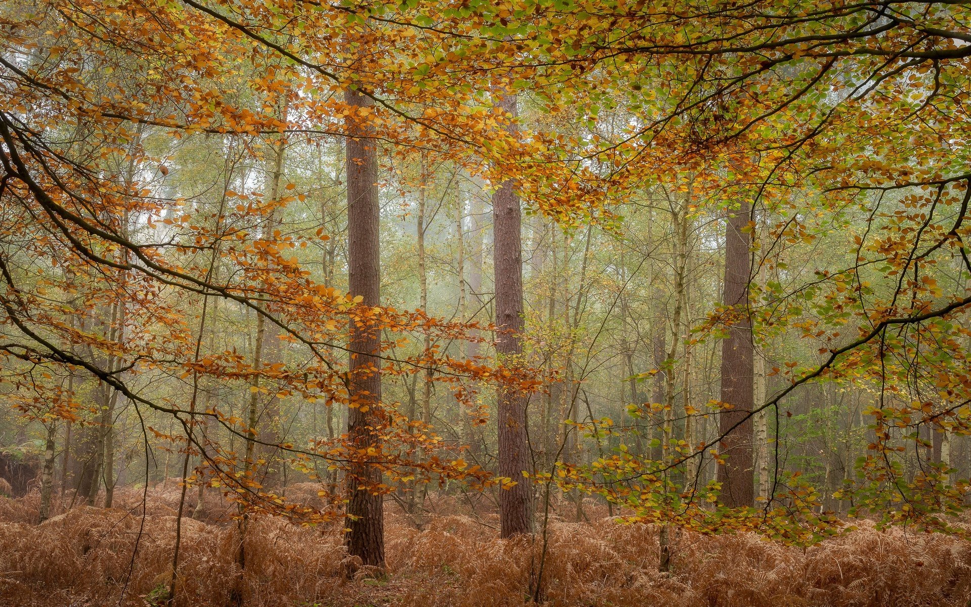 Обои деревья, лес, туман, осень, trees, forest, fog, autumn разрешение 2048x1200 Загрузить