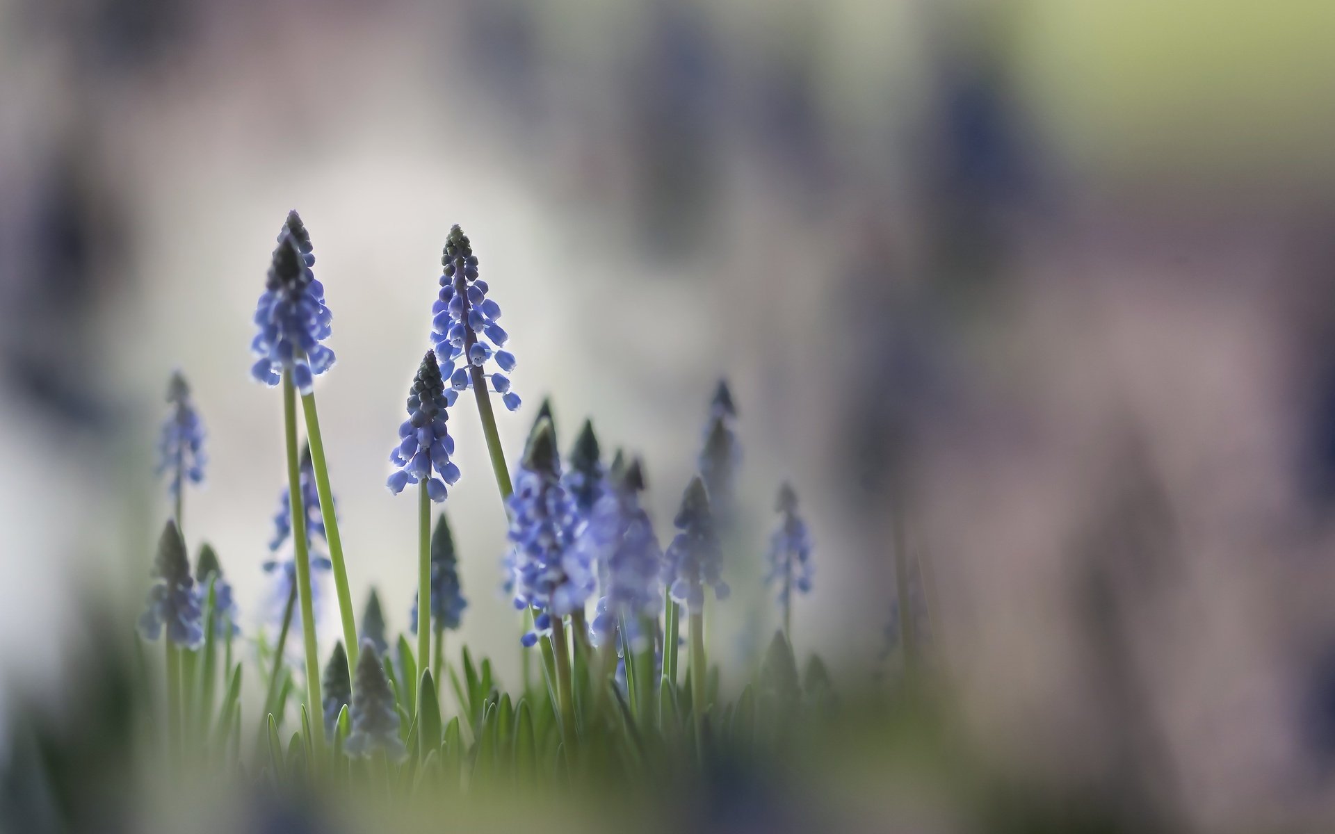 Обои свет, цветы, природа, фон, весна, мускари, karin verbrugge, light, flowers, nature, background, spring, muscari разрешение 2560x1560 Загрузить