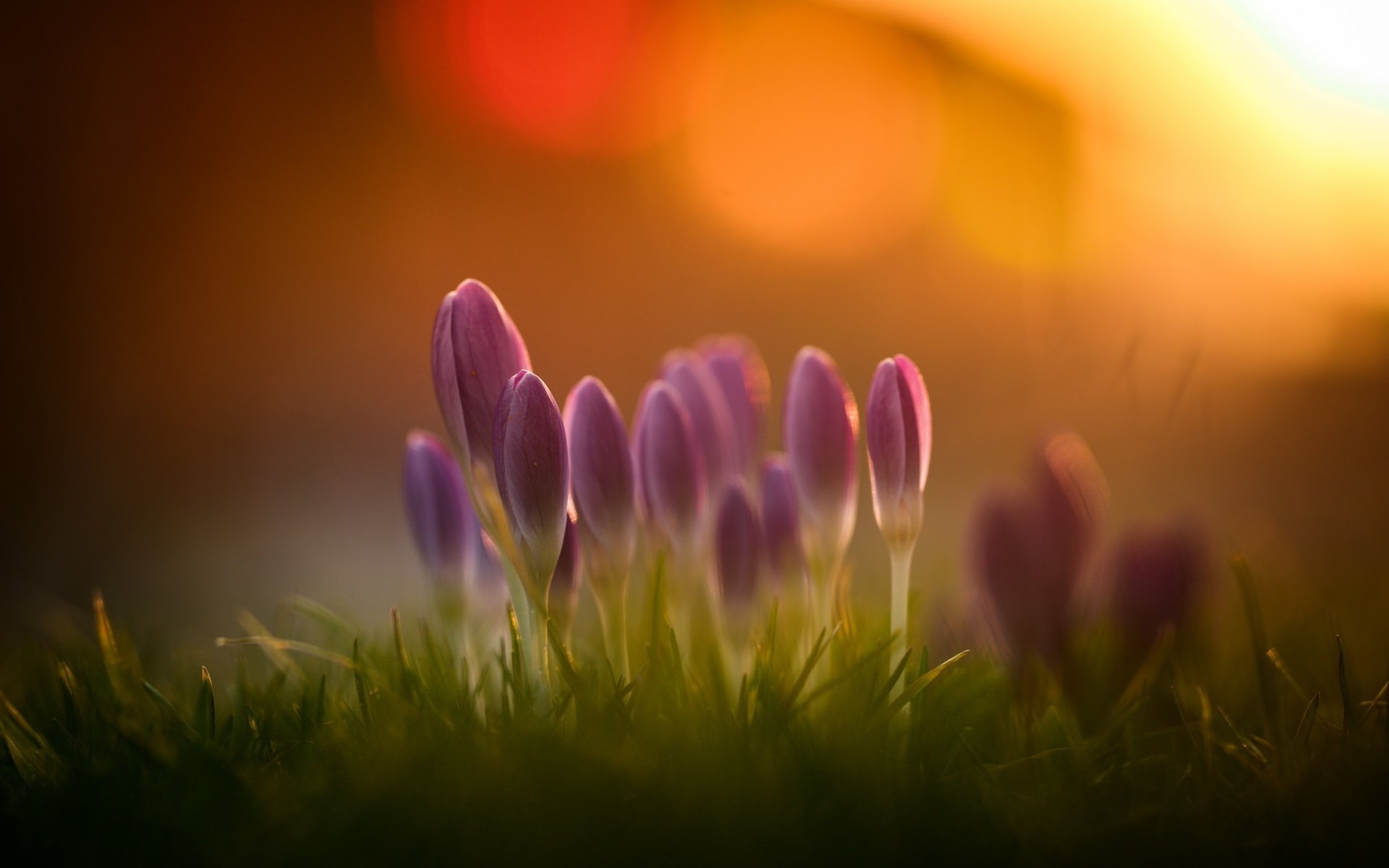 Обои свет, цветы, трава, природа, весна, крокусы, light, flowers, grass, nature, spring, crocuses разрешение 2048x1365 Загрузить