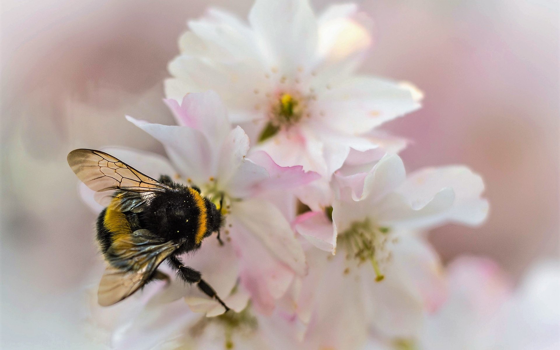 Обои природа, насекомое, цветок, лепестки, сад, шмель, nature, insect, flower, petals, garden, bumblebee разрешение 2048x1365 Загрузить