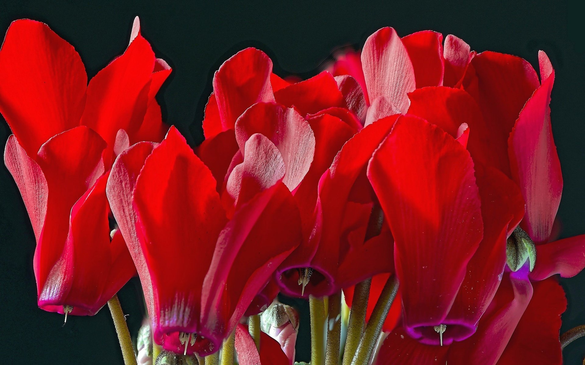 Обои цветы, макро, красные, цикламен, flowers, macro, red, cyclamen разрешение 2048x1367 Загрузить