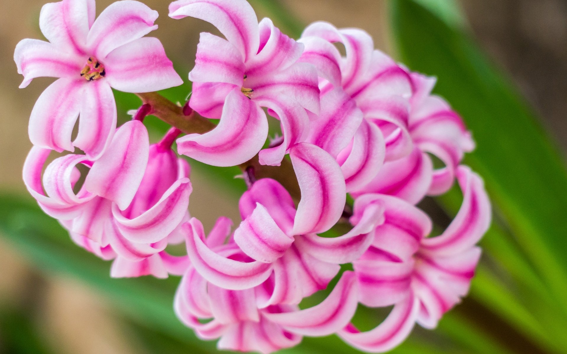 Обои макро, цветок, розовый, гиацинт, macro, flower, pink, hyacinth разрешение 2048x1368 Загрузить