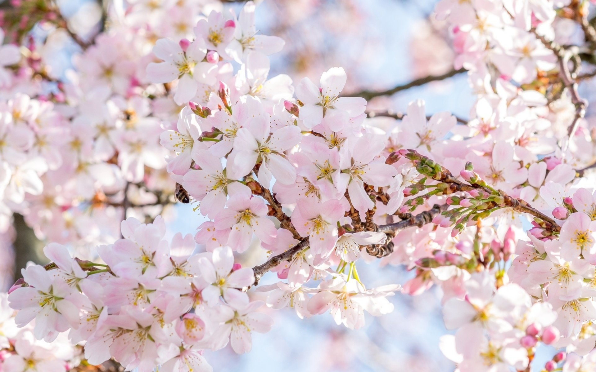 Обои дерево, цветение, весна, сакура, tree, flowering, spring, sakura разрешение 1921x1286 Загрузить