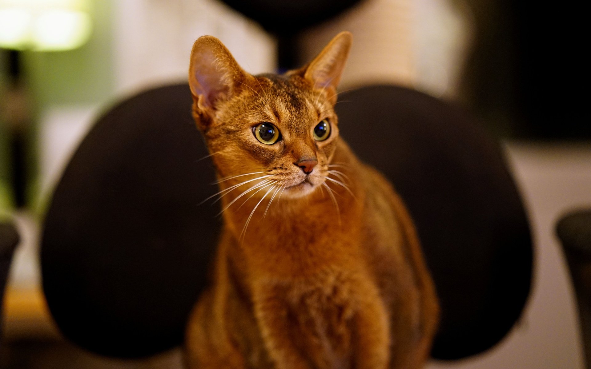 Обои кот, кошка, взгляд, животное, абиссинская, cat, look, animal, abyssinian разрешение 5147x3427 Загрузить