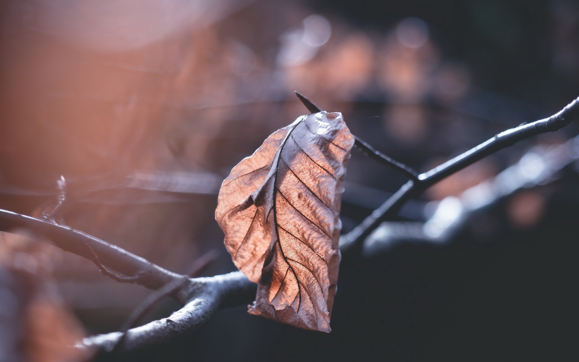 Обои ветка, природа, фон, осень, лист, размытость, сухие листья, branch, nature, background, autumn, sheet, blur, dry leaves разрешение 4872x3056 Загрузить