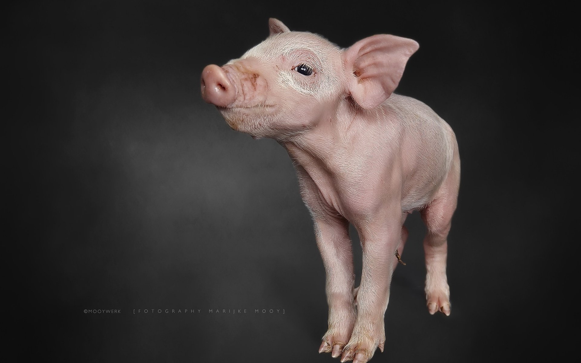 Обои фон, свинья, поросенок, хрюшка, background, pig разрешение 2048x1365 Загрузить