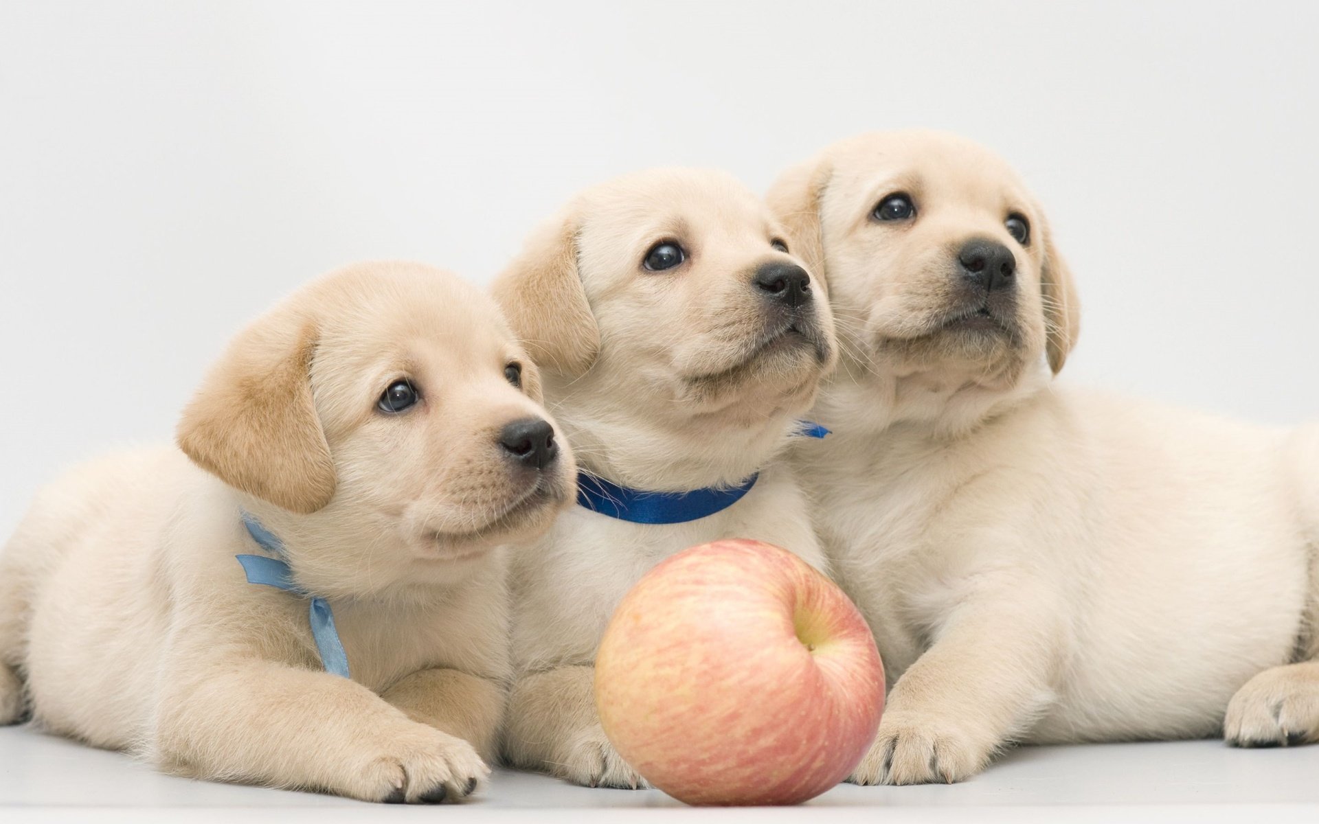 Обои яблоко, щенки, лабрадор, собаки, трио, ретривер, apple, puppies, labrador, dogs, trio, retriever разрешение 2100x1330 Загрузить
