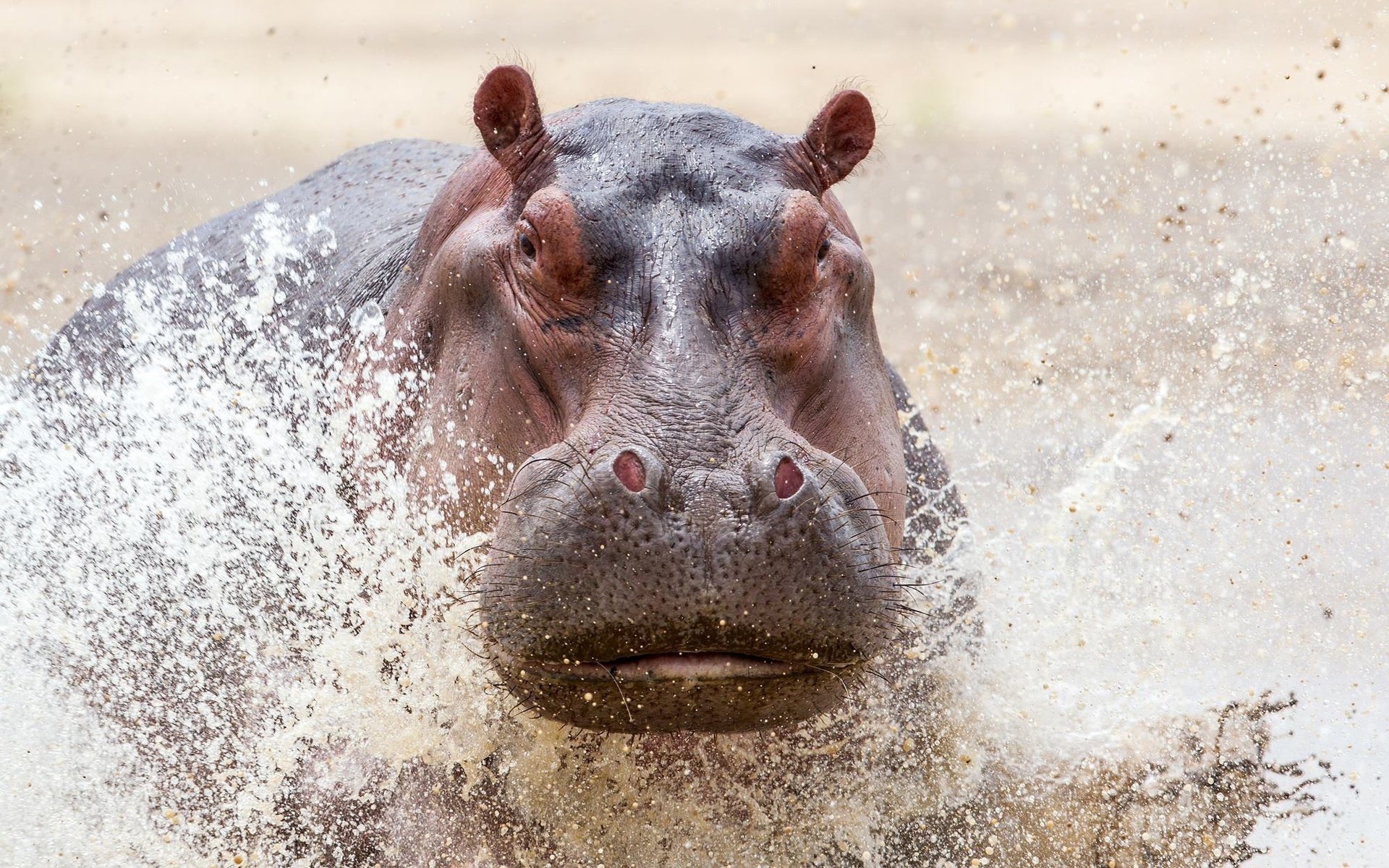 Обои вода, брызги, животное, бегемот, water, squirt, animal, hippo разрешение 2000x1352 Загрузить