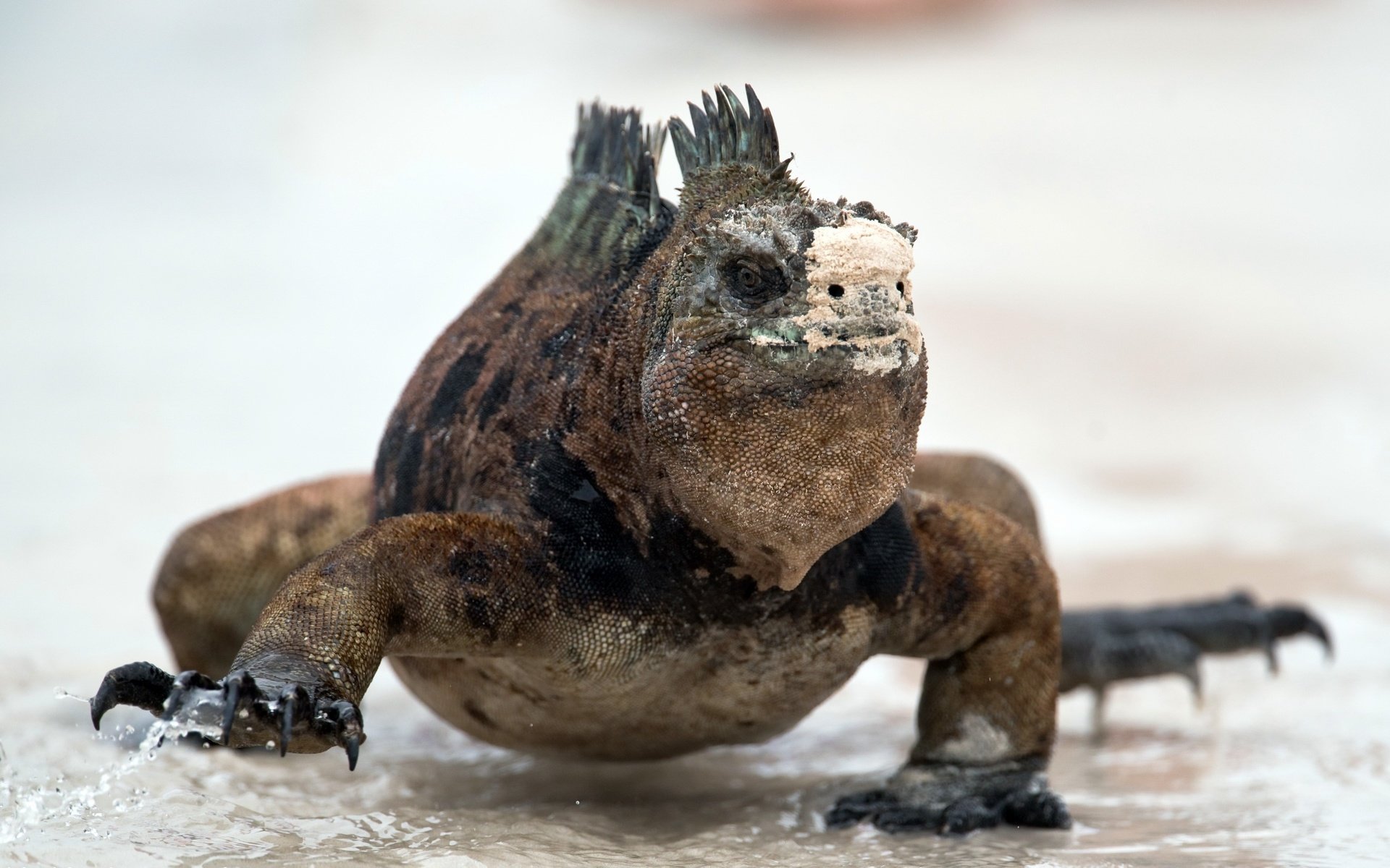 Обои природа, ящерица, рептилия, игуана, amblyrhynchus cristatus, marine iguana, nature, lizard, reptile, iguana разрешение 2588x1440 Загрузить